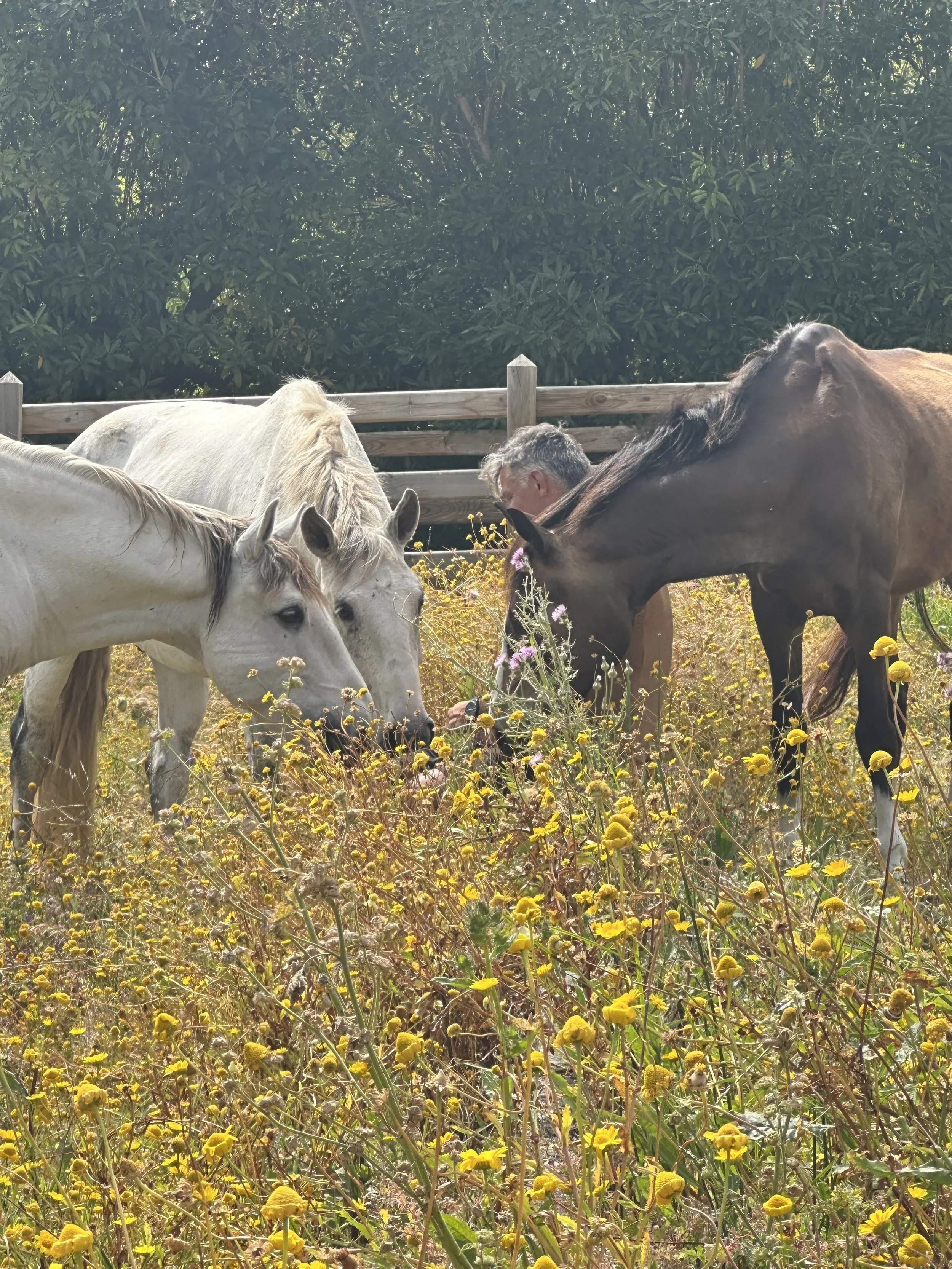 Embodied Horsewomanship® — A Transformational Weekend Experience — Sintra, Portugal