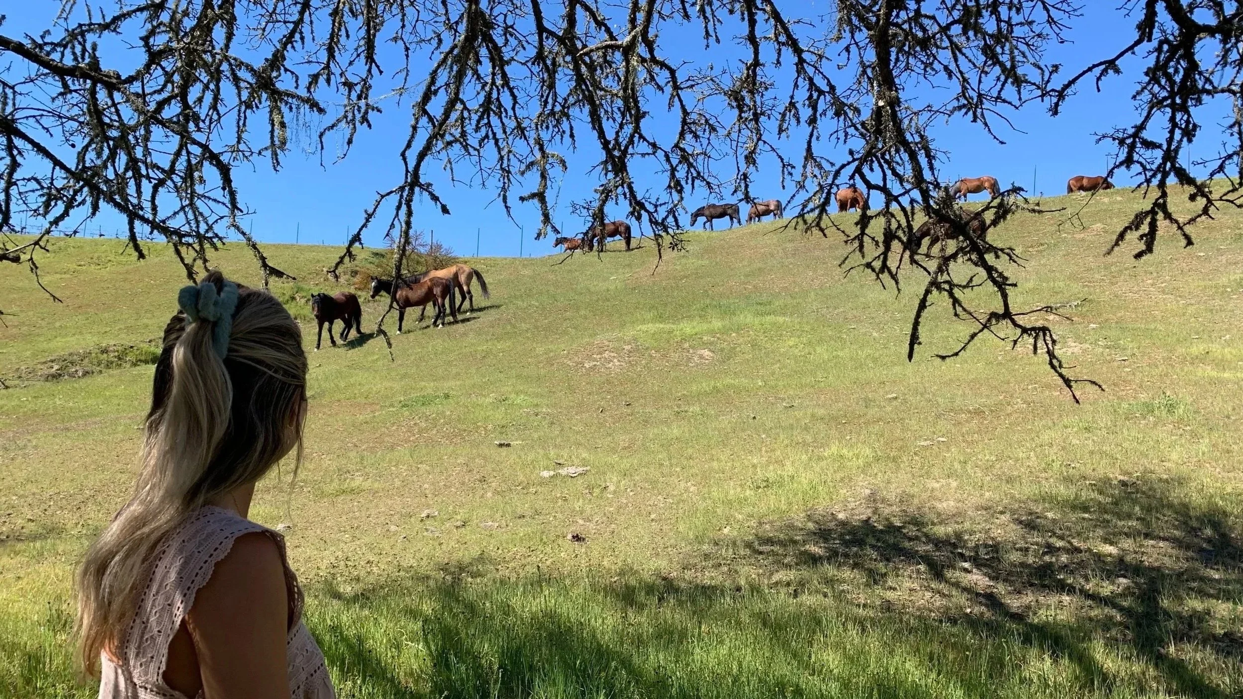 Flag Ranch Sanctuary, Paso Robles — Private 2-Day Equine Guided Empowerment® Immersions
