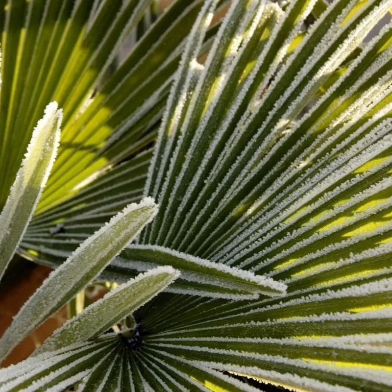 NATIVE LANDSCAPING NOW: COLD PREP FOR YOUR NORTHEAST FLORIDA GARDEN