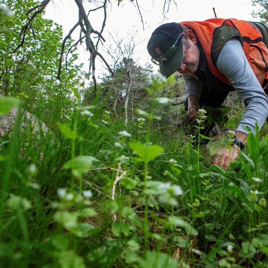 INVASIVE PLANT MANAGEMENT IN FLORIDA ECOSYSTEMS
