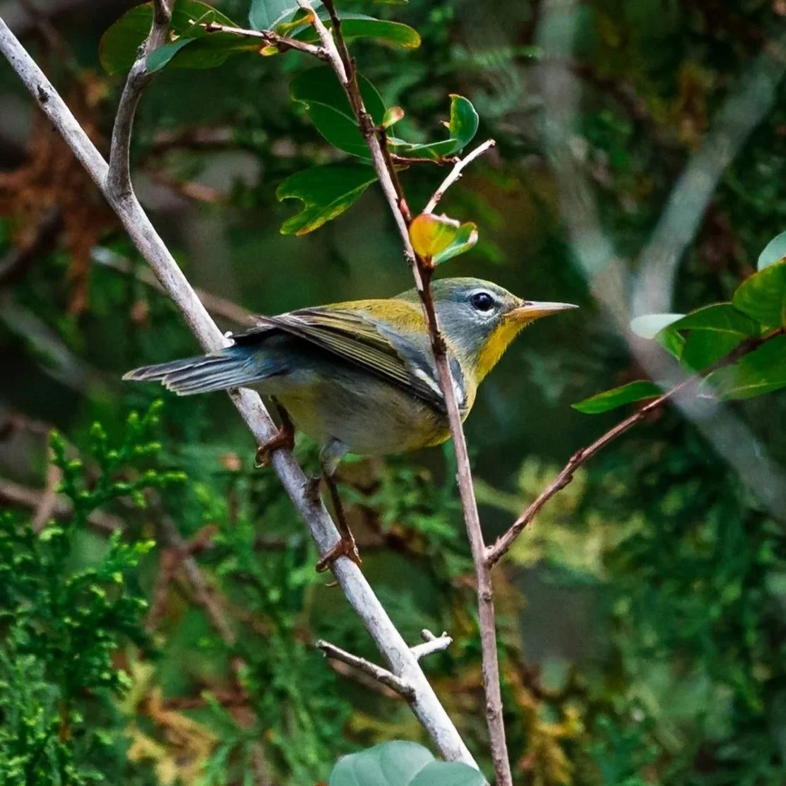 WAKING UP YOUR LANDSCAPE FOR SPRING: WILDLIFE EDITION