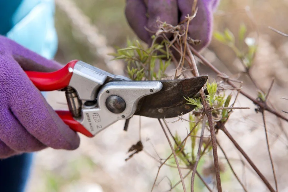 PLANNING & PRUNING FOR WILDLIFE IN YOUR GARDEN — Wacca Pilatka ...