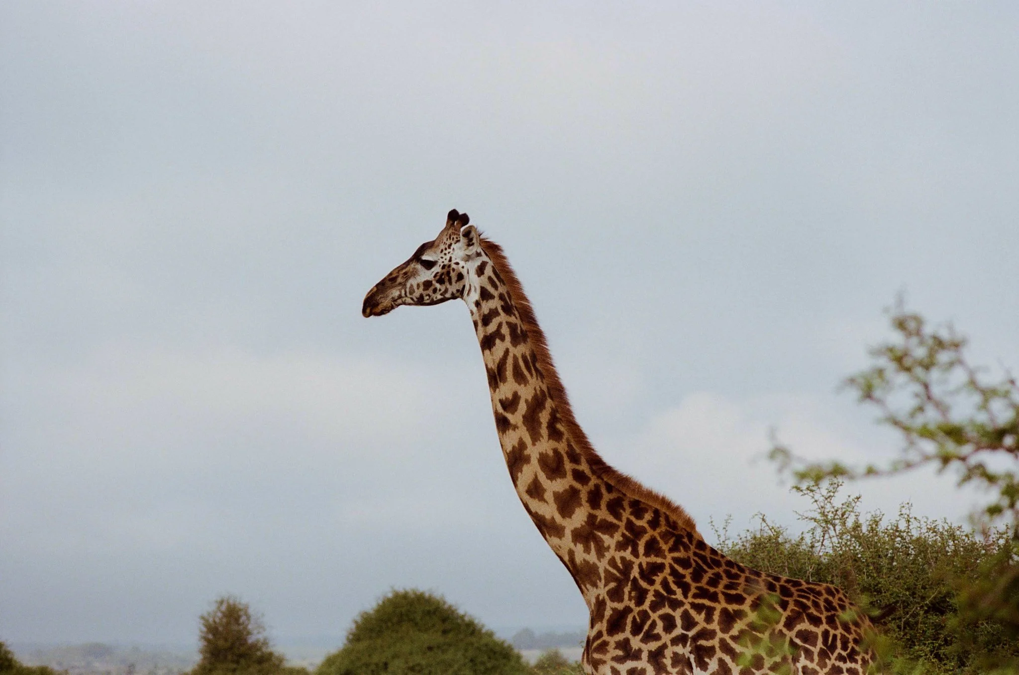 A giraffe standing amid trees and bushes under a cloudy sky.