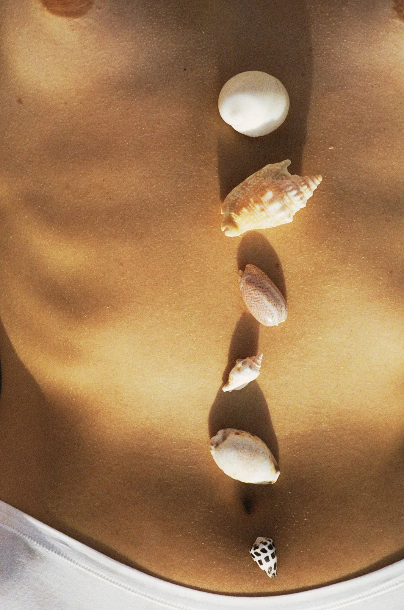 A collection of seashells arranged in a line on a person's tan skin, with shadows cast by the shells.