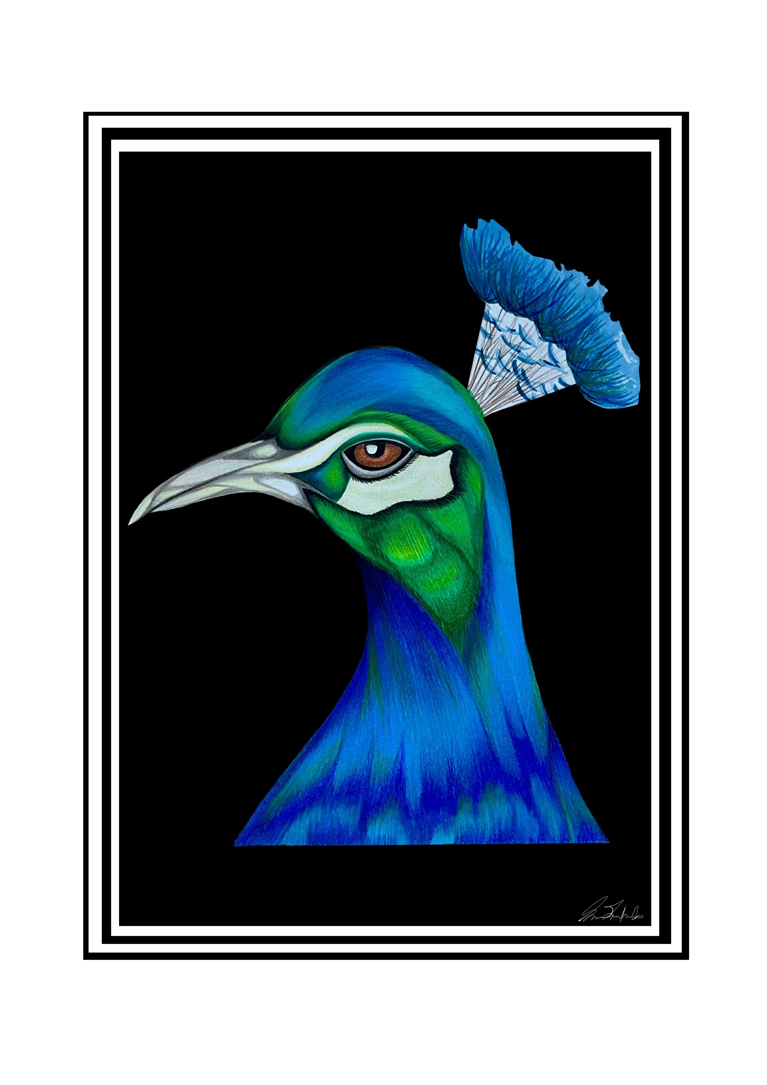 Peacock Portrait - Colored Pencil on Canson Mixed Media Medium Grain Paper [27.9x35.6cm]