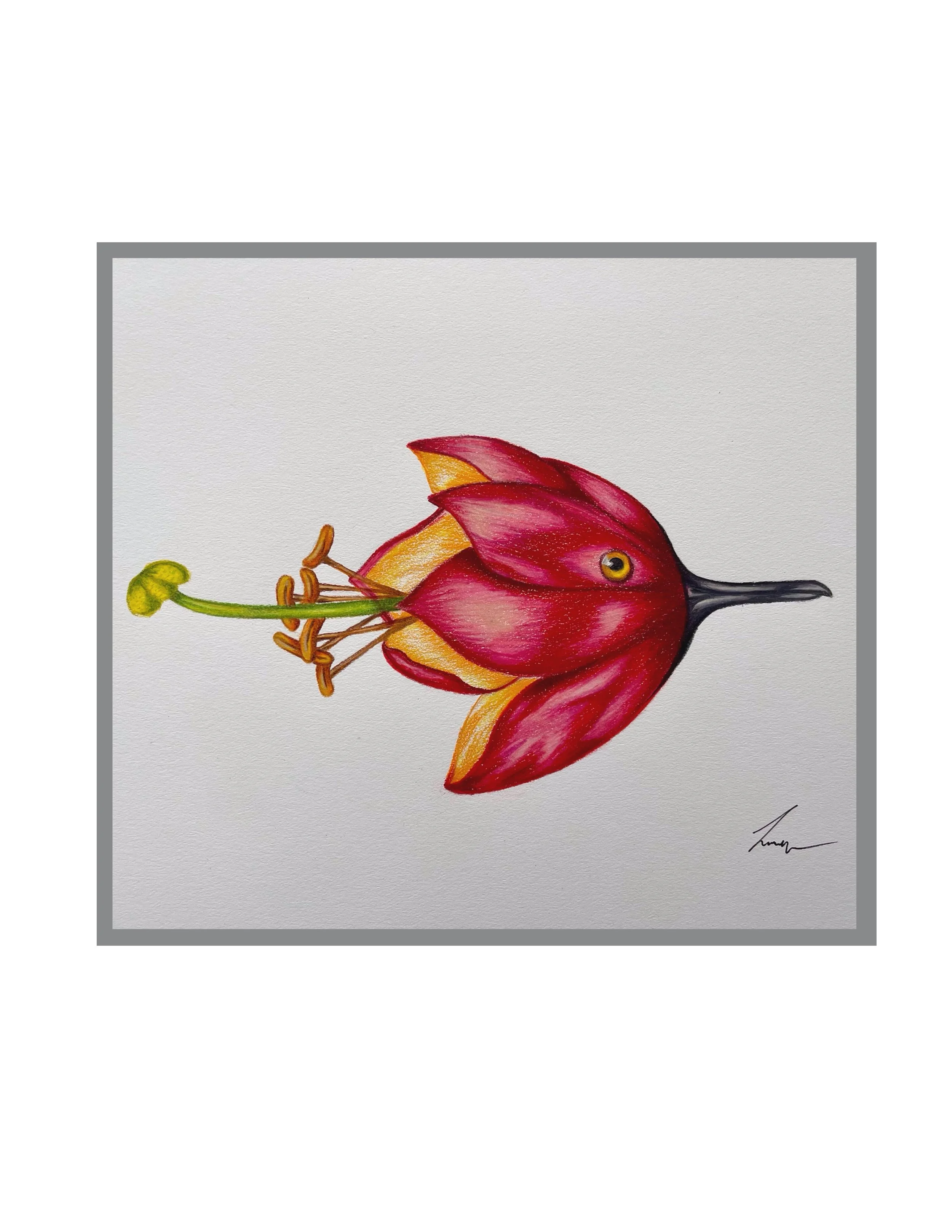 Bird - Coloured Pencil on Bristol Vellum Surface Dry Media Paper [22.9x30.5cm]