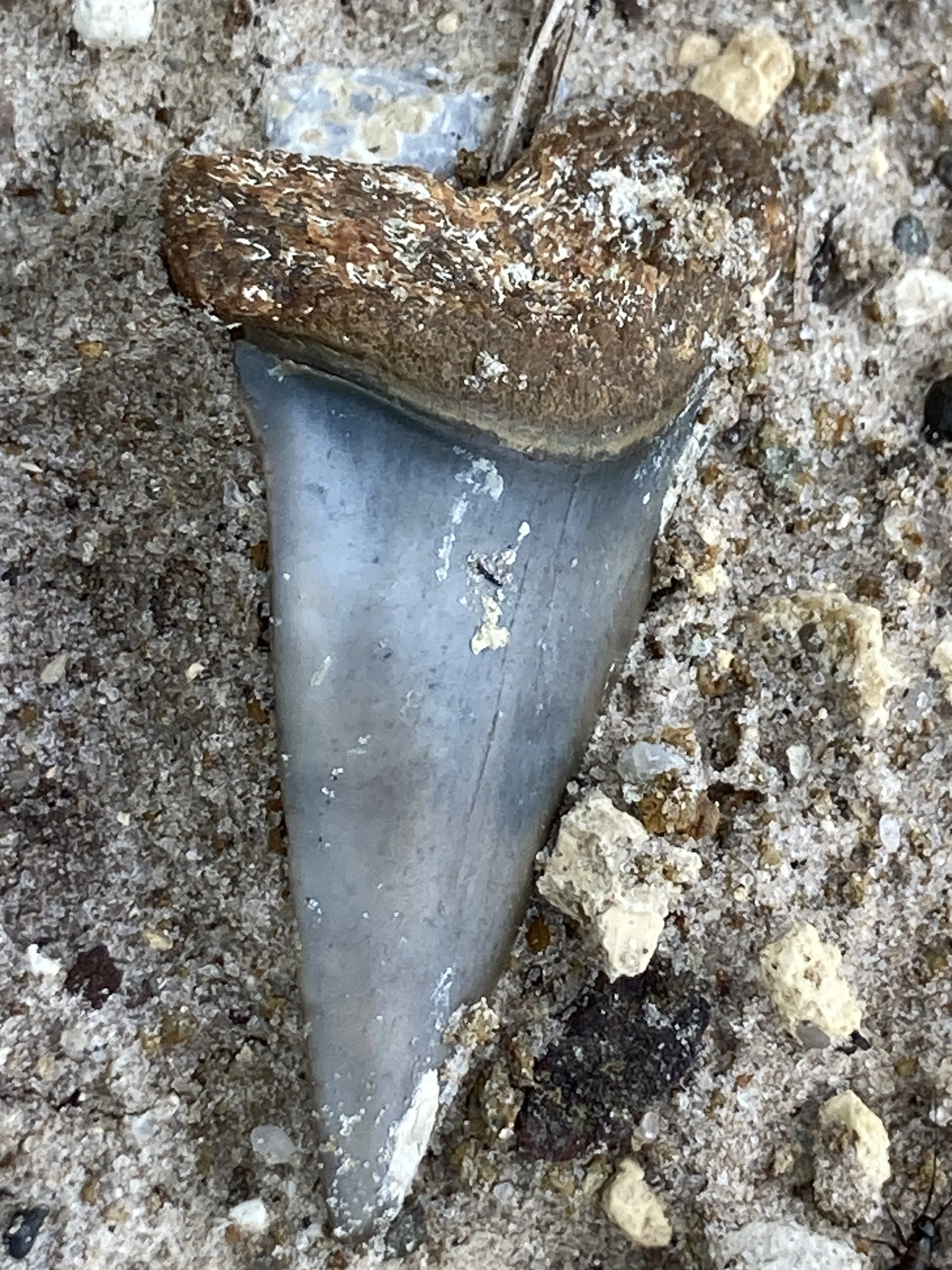 Venice, Florida: Shark Tooth Capital of the World — Golden Palms Group