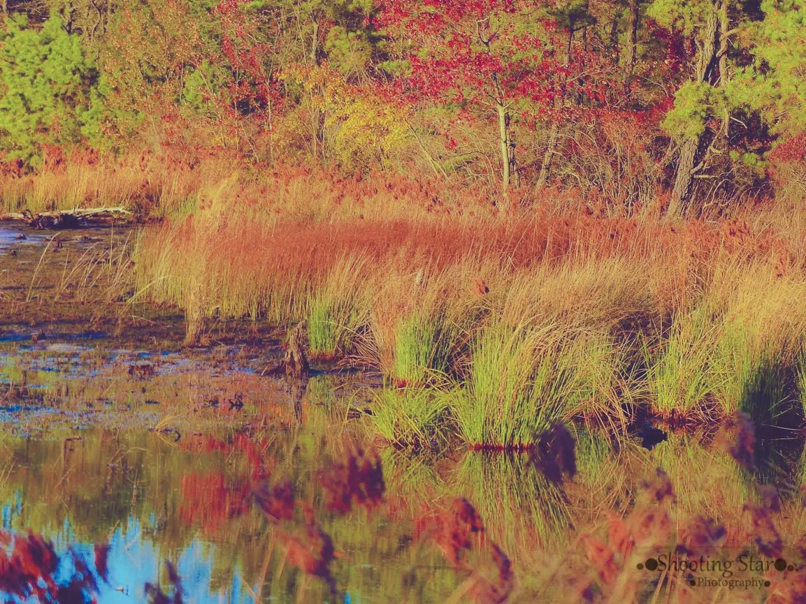 Lake at Batsto Village in South Jersey’s Pinelands.