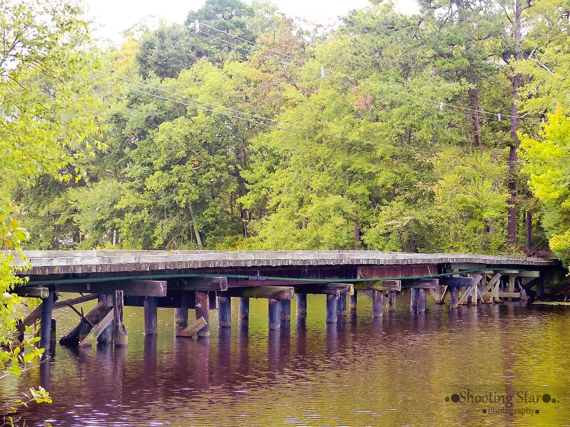Bridge beneath the trees in the Pine Barrens of South Jersey.