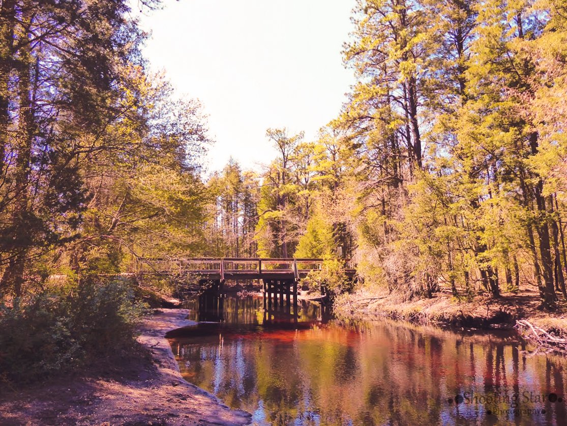 Scenic landscape at Belleplain State Forest in South Jersey.