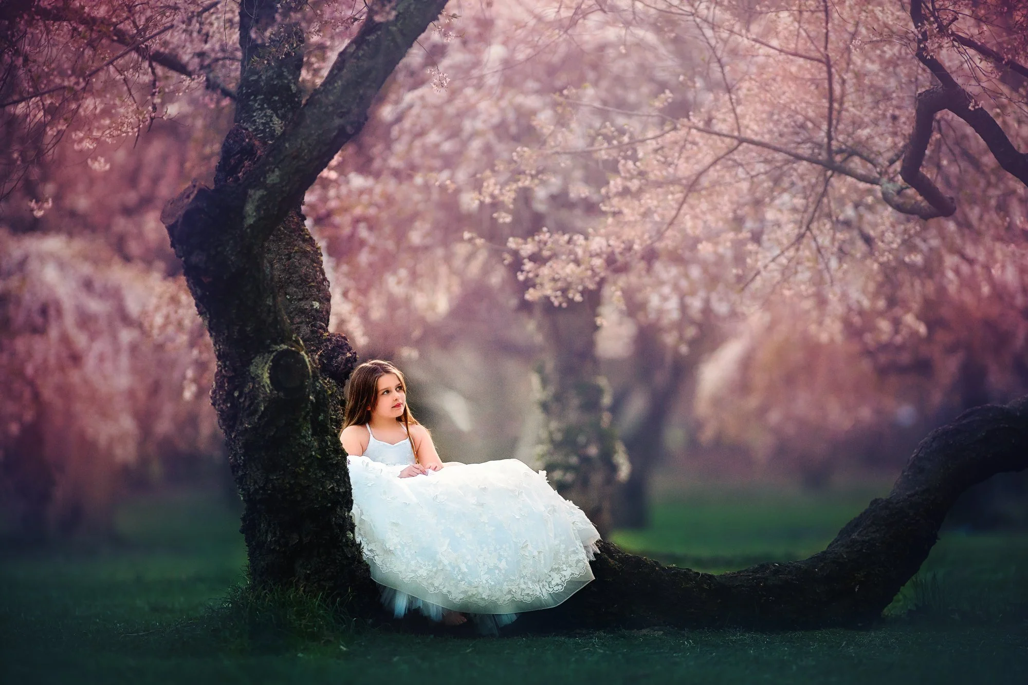 Wide view of a young girl sitting in a cherry blossom tree during a spring portrait session in Fairmount Park, Philadelphia.