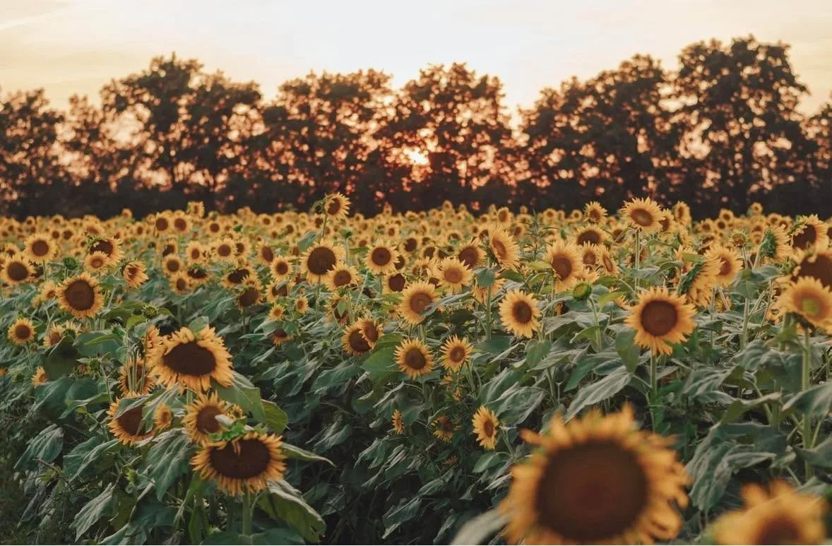 These sessions will take place over the next month or so, through the first frost! 🌻🌸m
Real photos from the farms themselves. 

This year, I&rsquo;ll be using a brand new venue in South Jersey  for the sunflower and zinnia fields, while the cosmos 