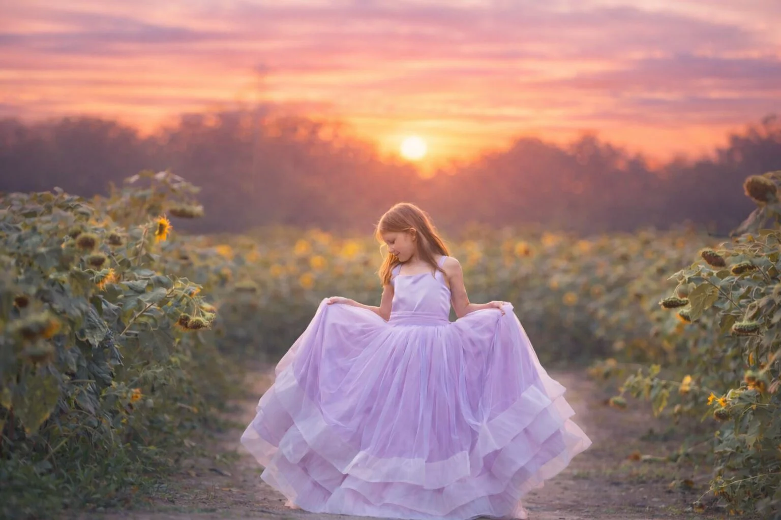 sunset portrait session in sunflower field in South Jersey