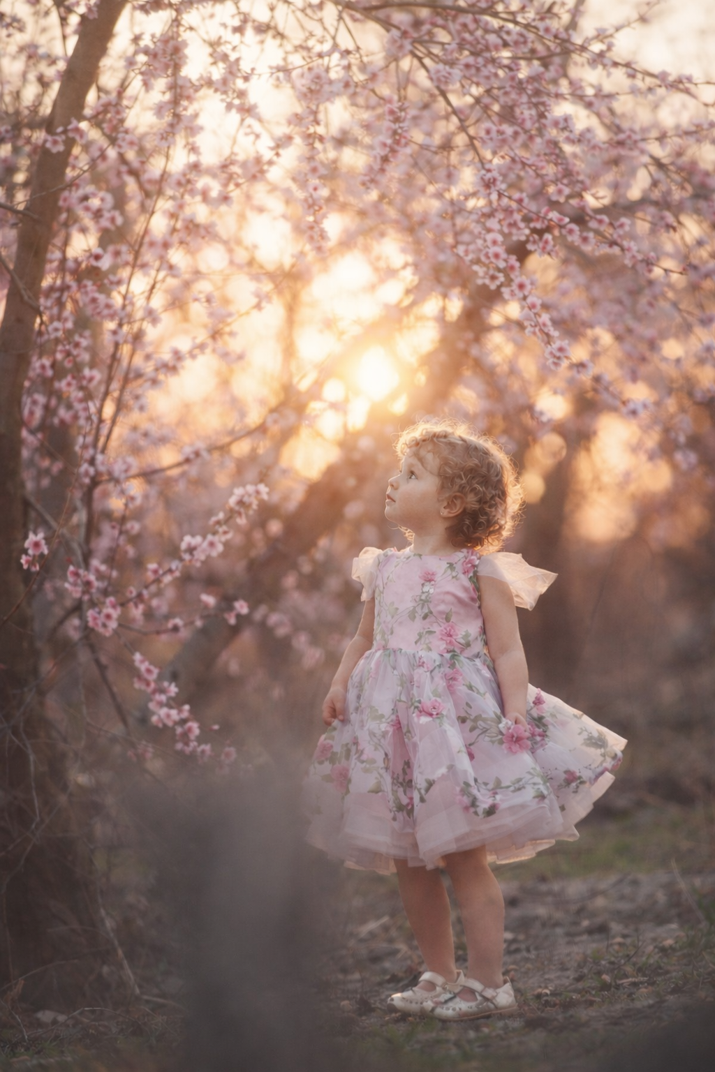 A toddler girl in a soft floral dress stands beneath blooming cherry blossom trees at sunset, gazing upward as warm golden light filters through the branches.