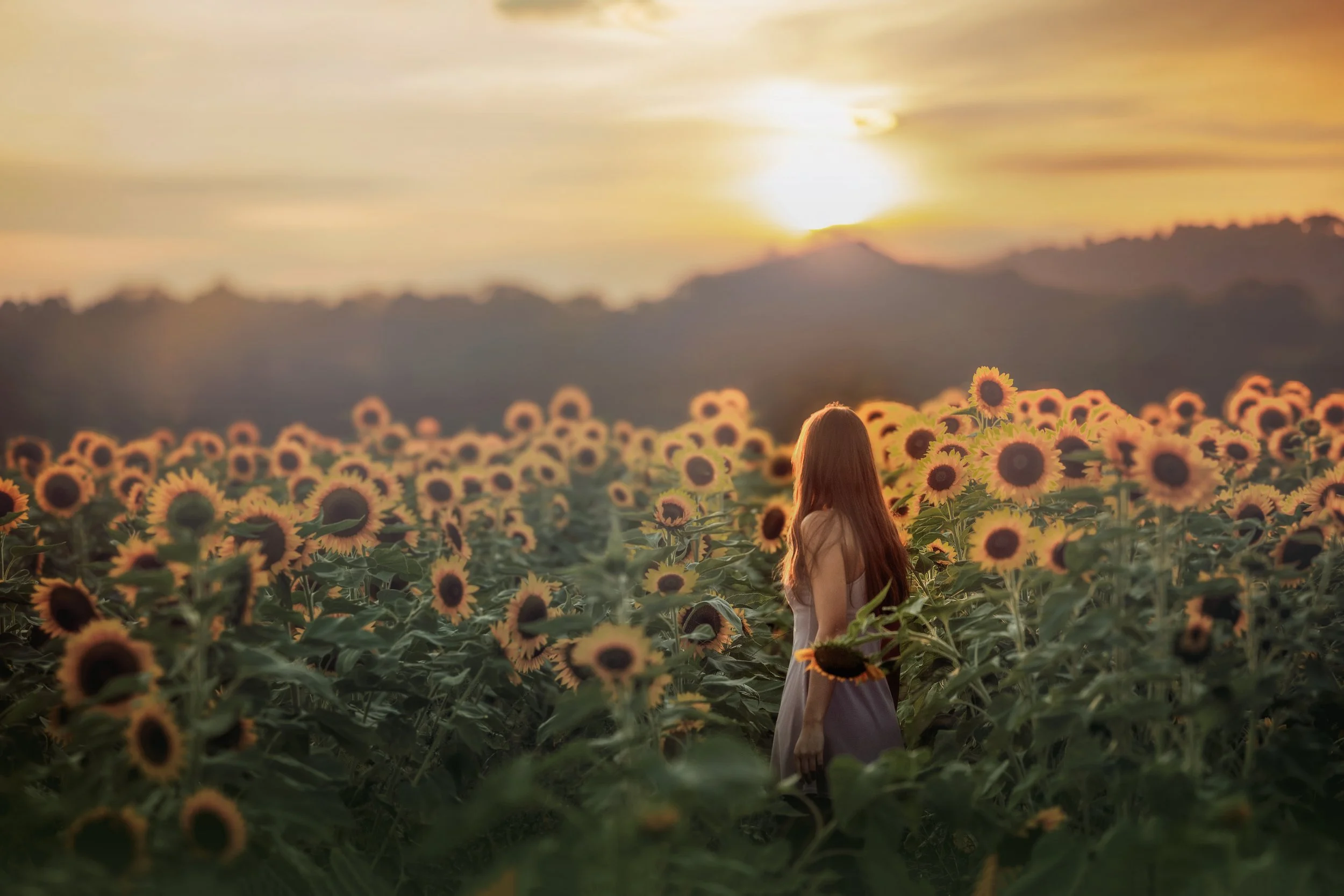 girl portrait walking through sunflower field at sunset in South Jersey