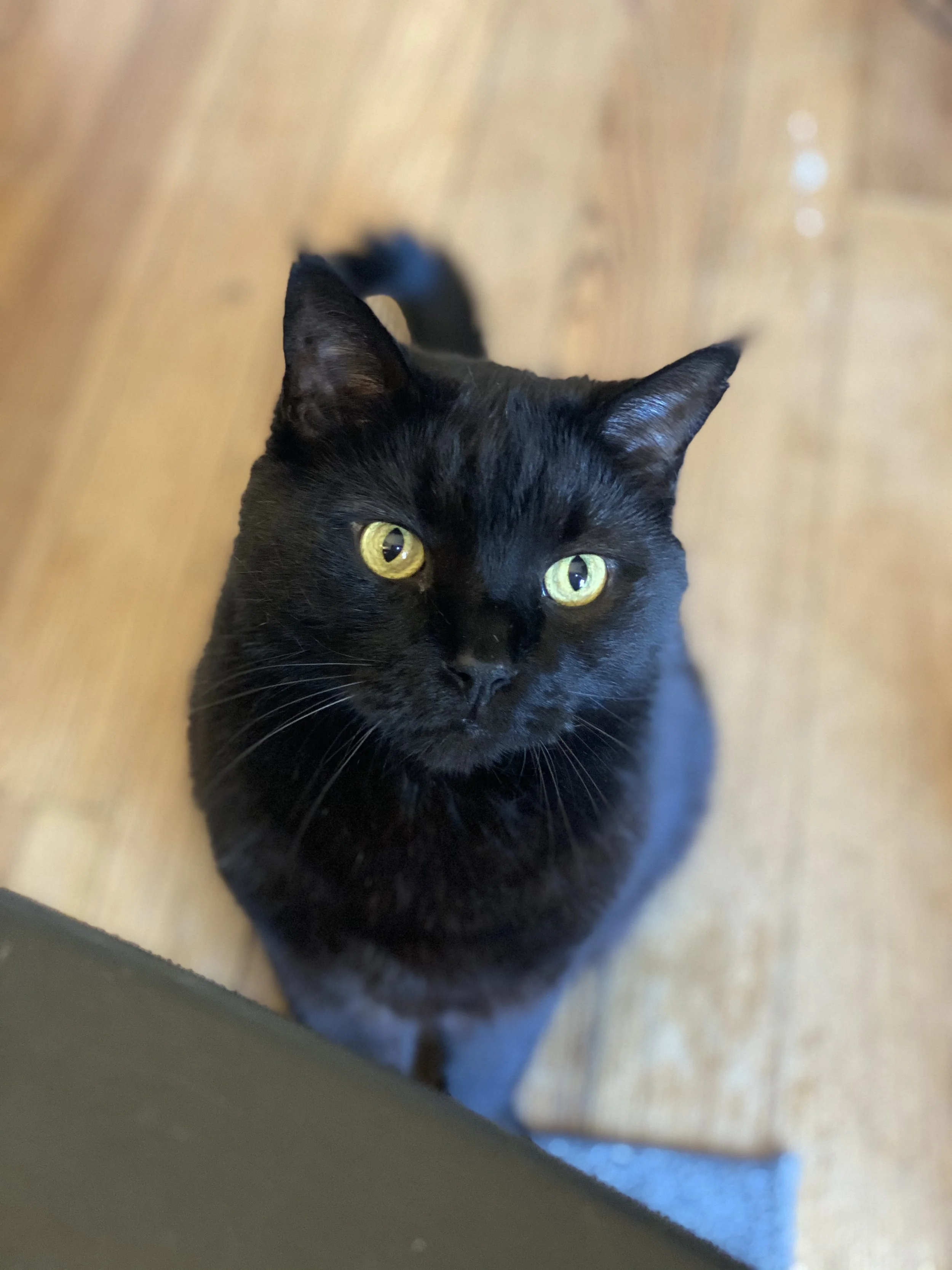 Yossarian Marketing Supervisor
