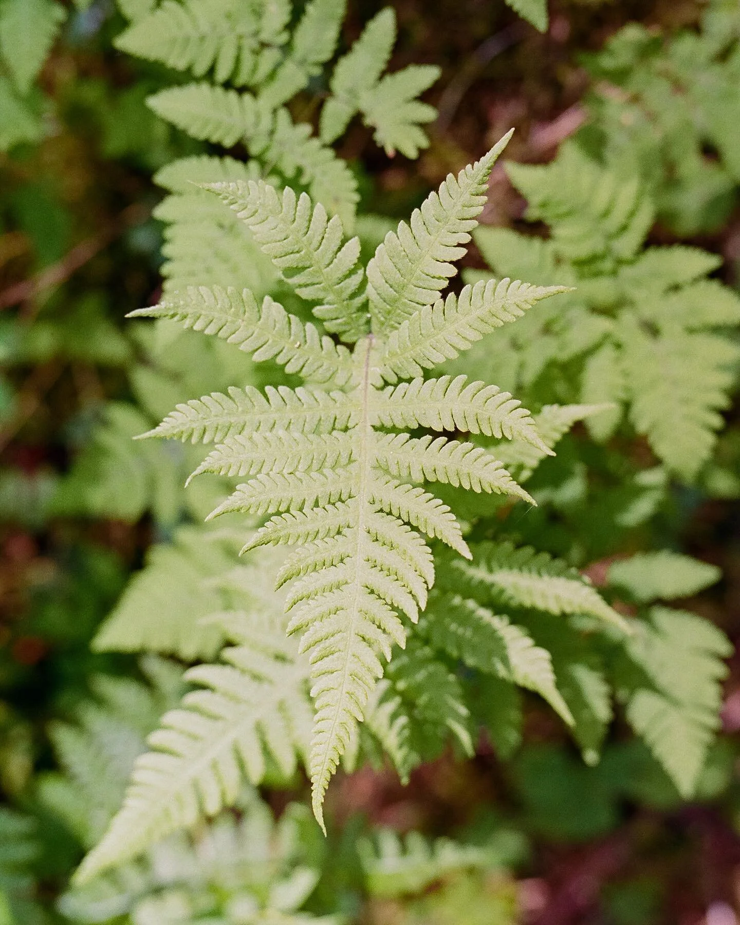 Happy Earth Day from the last frontier! Alaska remains our favorite place to experience mother nature and all she has to offer. ✨🌎✨

#earthday #earthdayeveryday #alaska #southeastalaska #alaskalandscape &nbsp;#travelalaska&nbsp;#alaskatravel&nbsp;#a