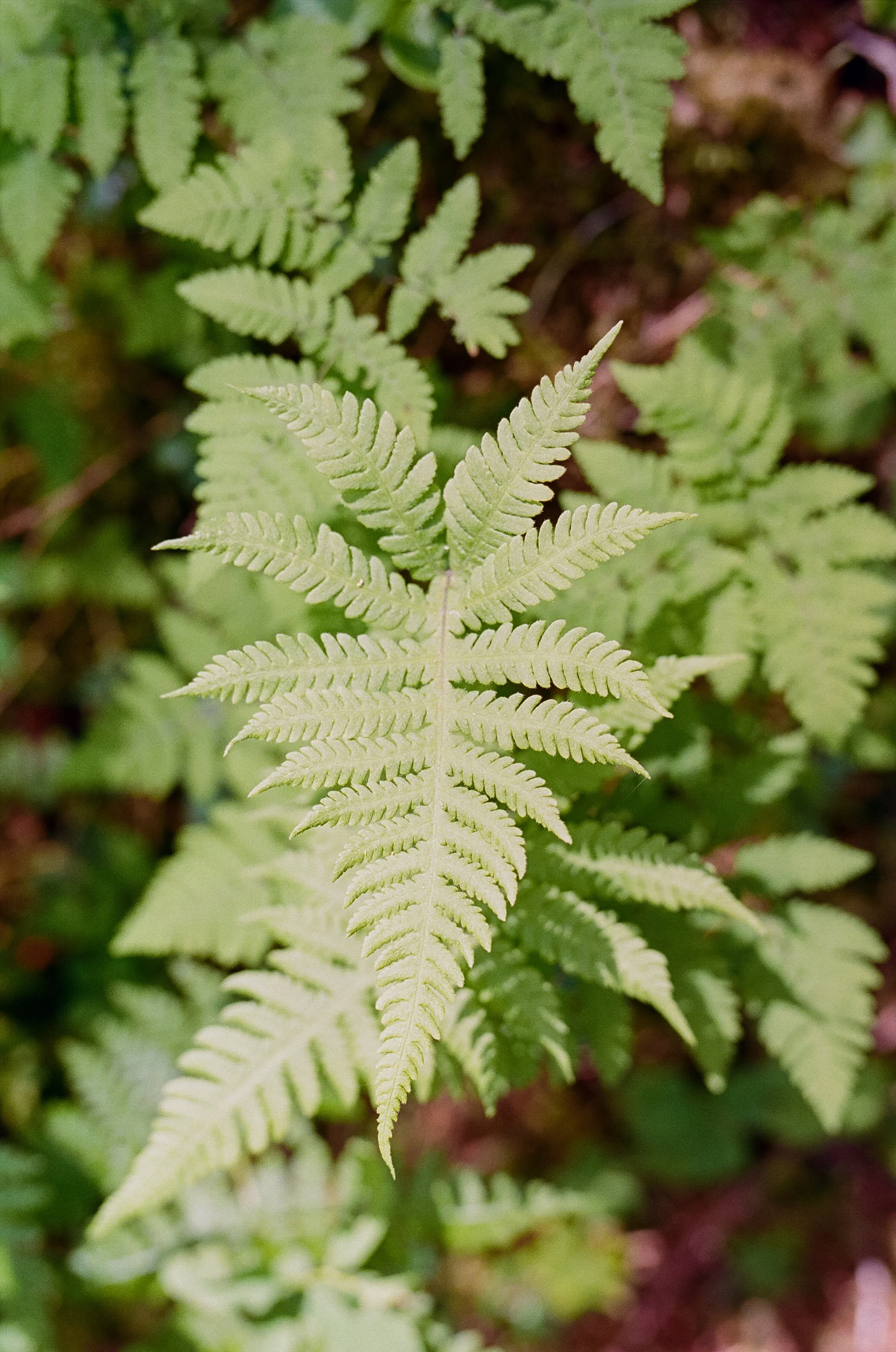 Landscape photograph of fern in forest in southeast alaska