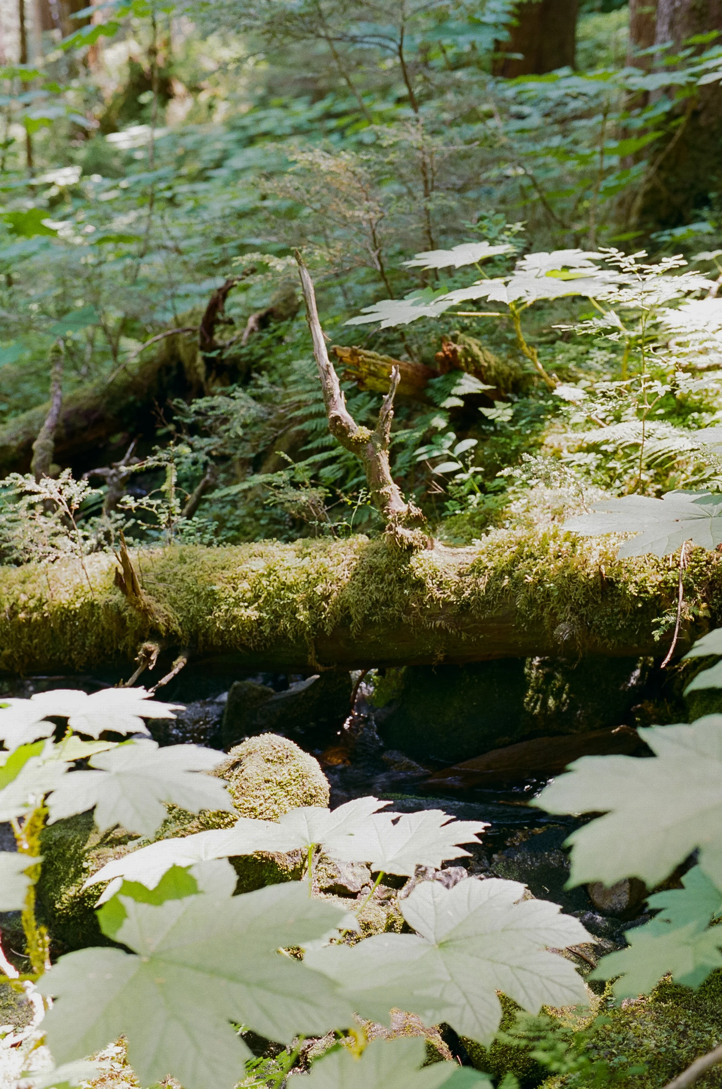 Landscape image of forest in Southeast Alaska
