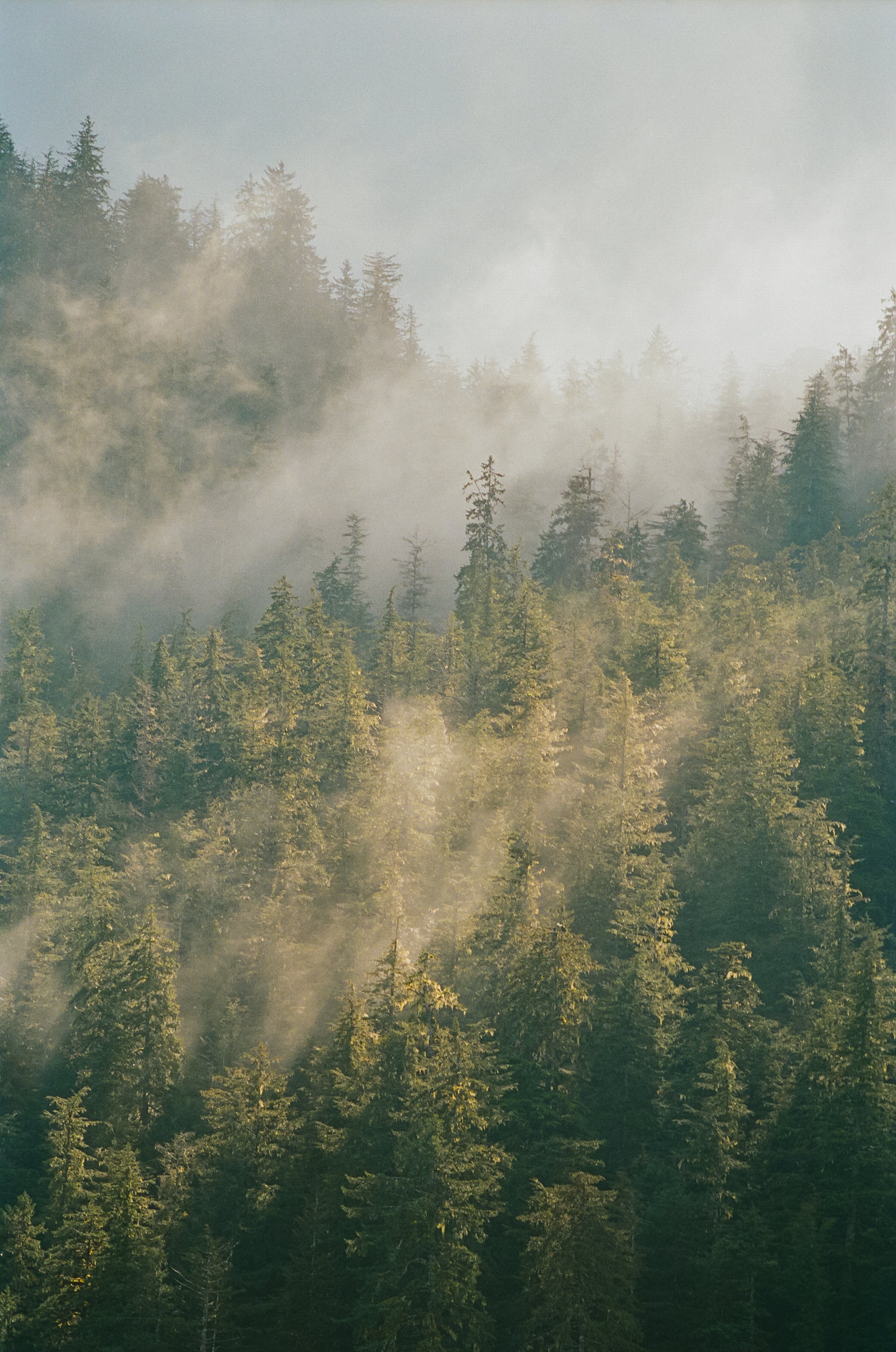 A foggy forest with tall pine trees on a mountain slope.