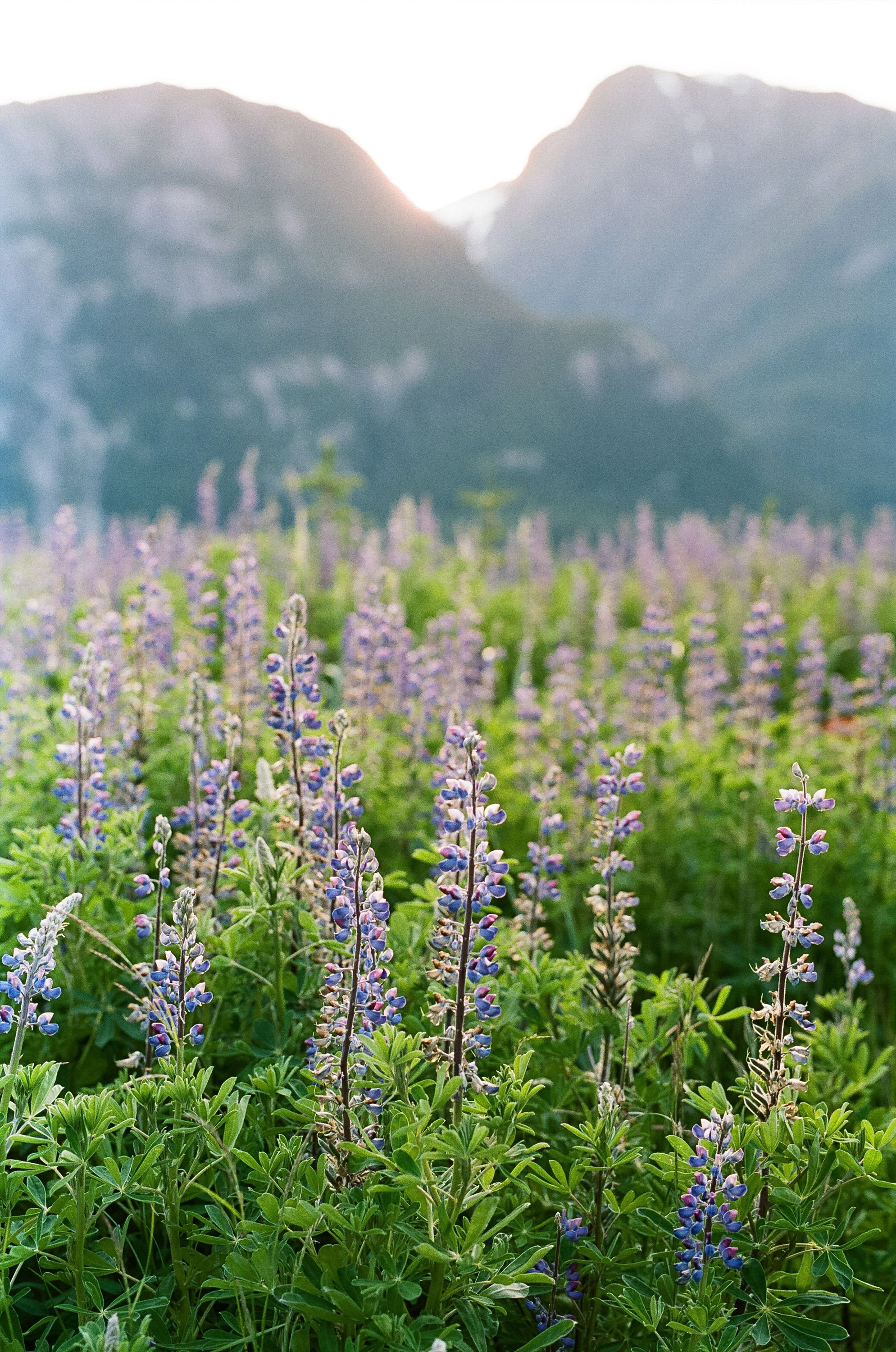 Landscape photograph of lupine field in southeast alaska