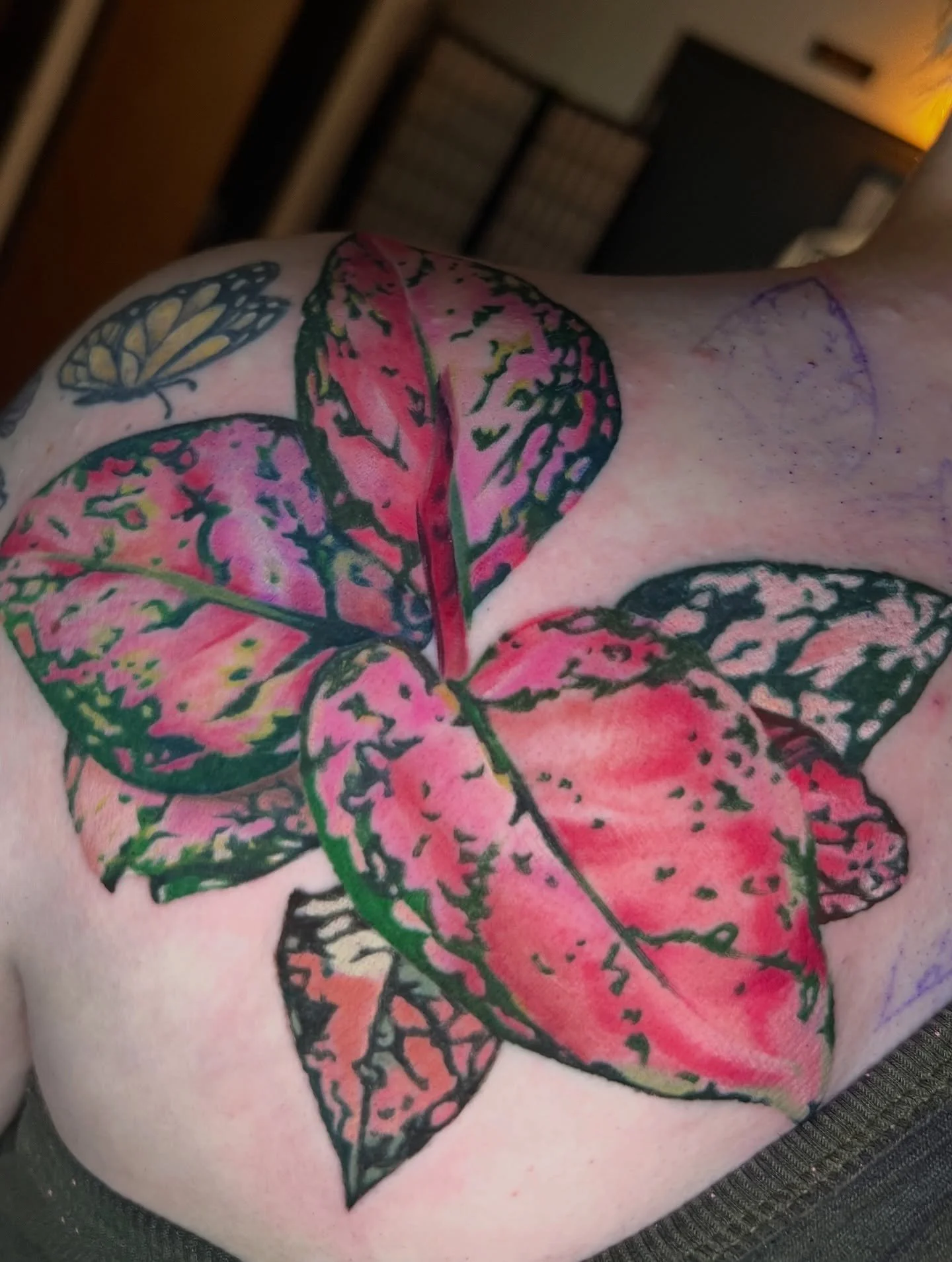 Started Emily’s back today!🧚🏻‍♀️
More to come on this project!
Also enjoy some fully healed chest pothos🥹
-
#planttattoo #princesspothos #pothostattoo #mntattooers #mntattooartist #femaletattooer