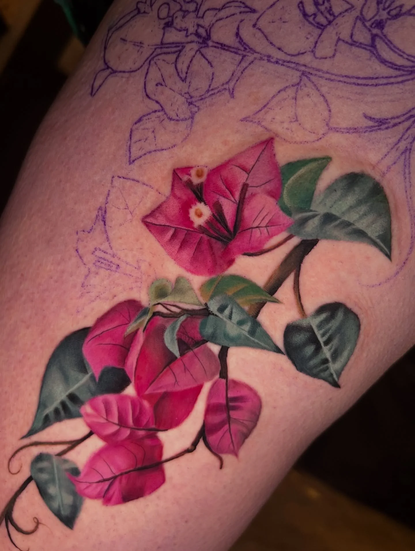 Bougainville started for Heather last week!💕
I also want to use this post as a HUGE thank you to the community and my followers for donating to the Immigrant Law Center of Minnesota for my half day giveaway! (Previous post)
We have already raised we