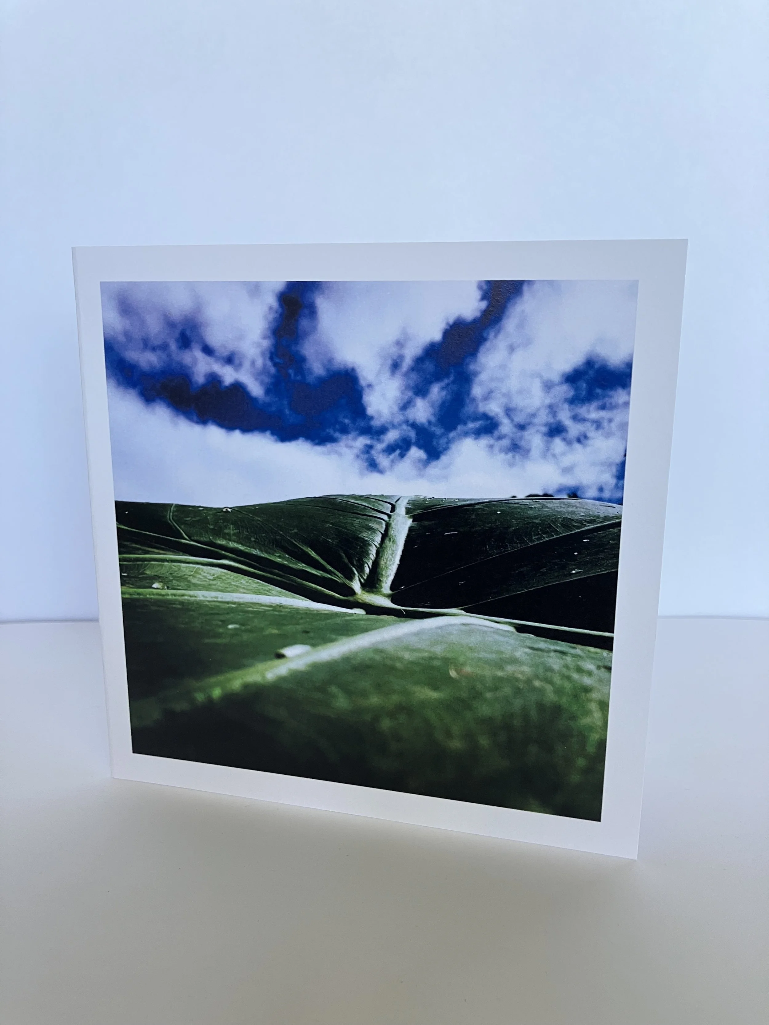 Greeting Cards Set  |  5 Blank Cards