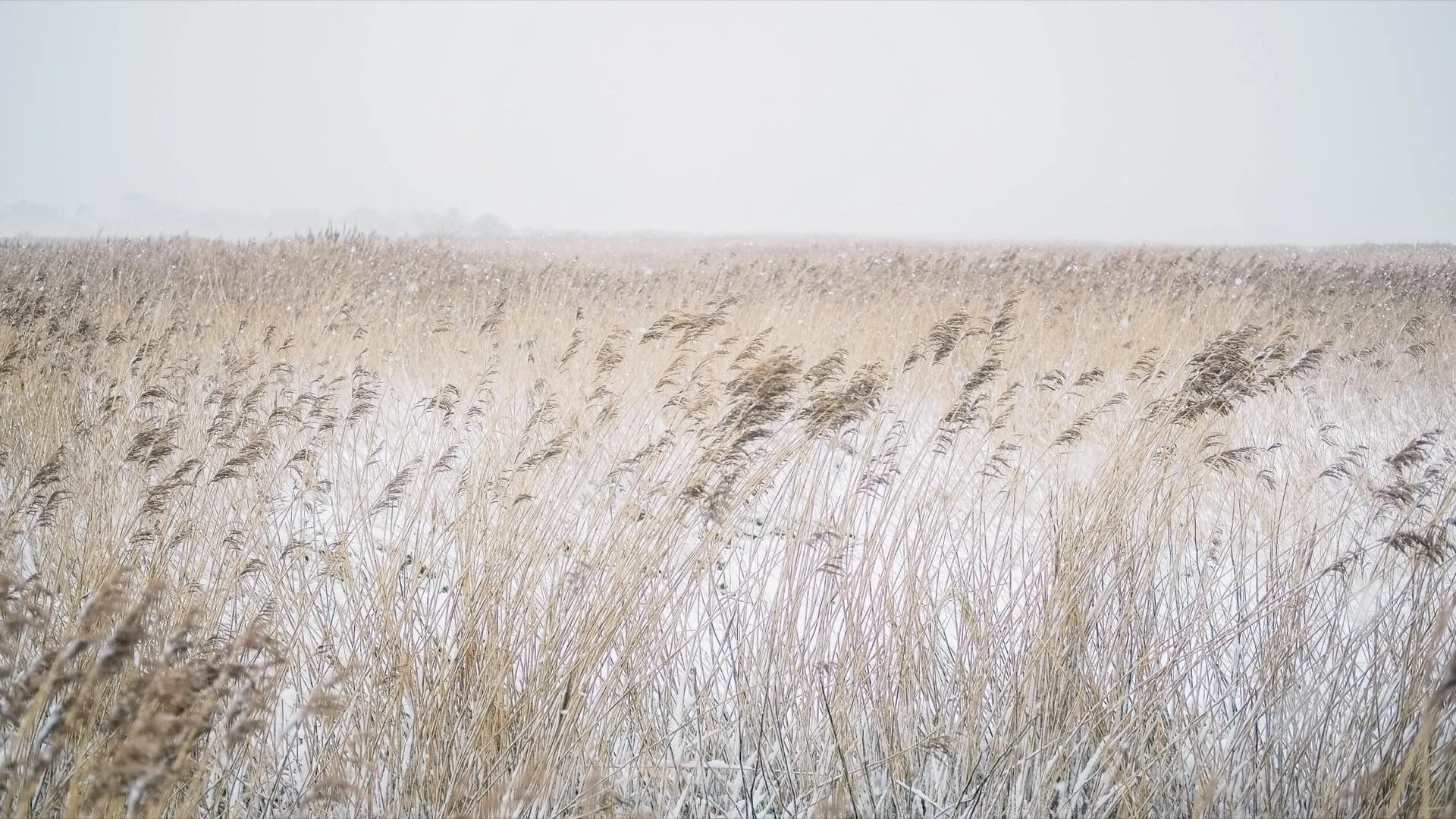Snow covered marsh land in Aldeburgh