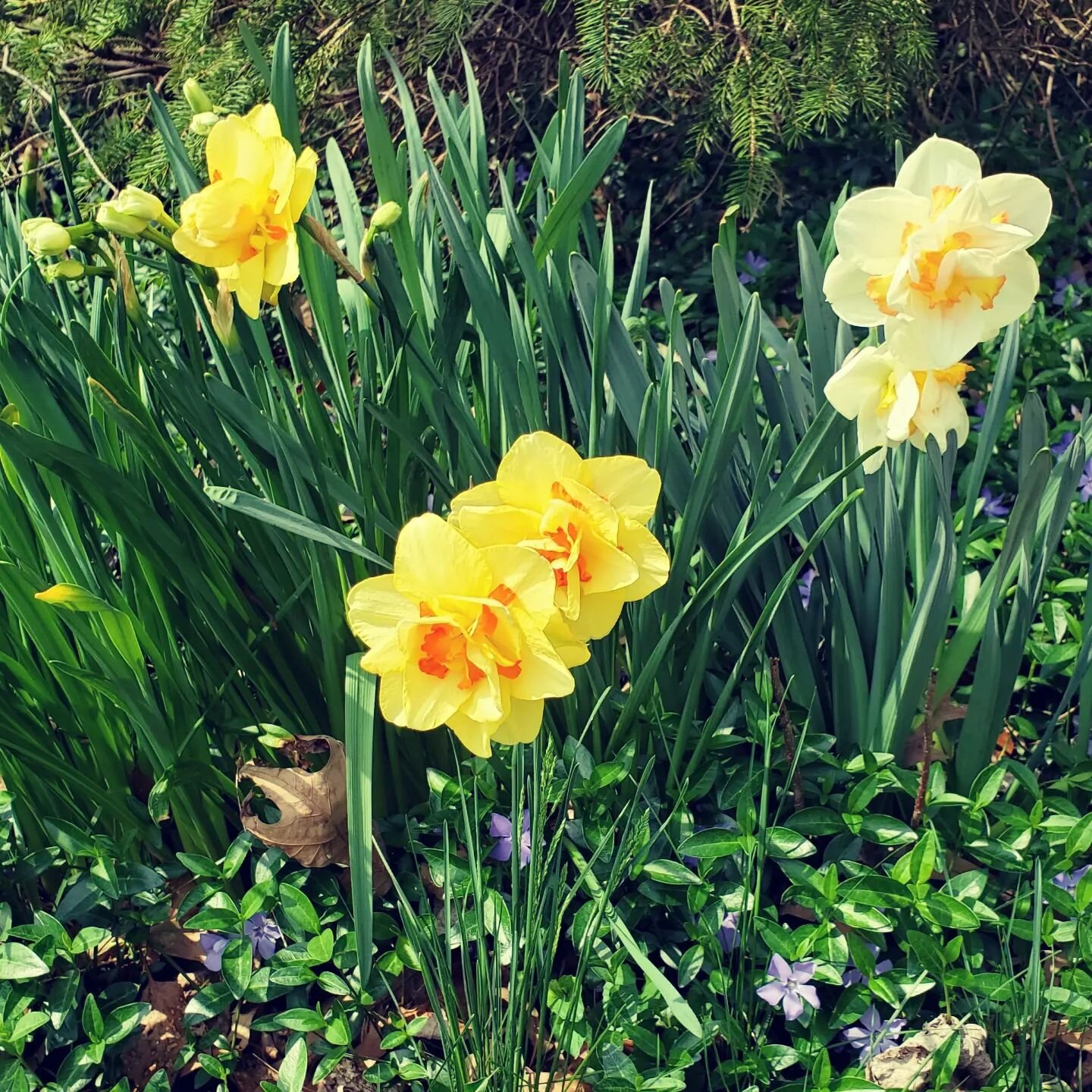 Daggum. Daffodils!
.
.
.
.
#flowers #daffodils #springgarden #zone7gardening