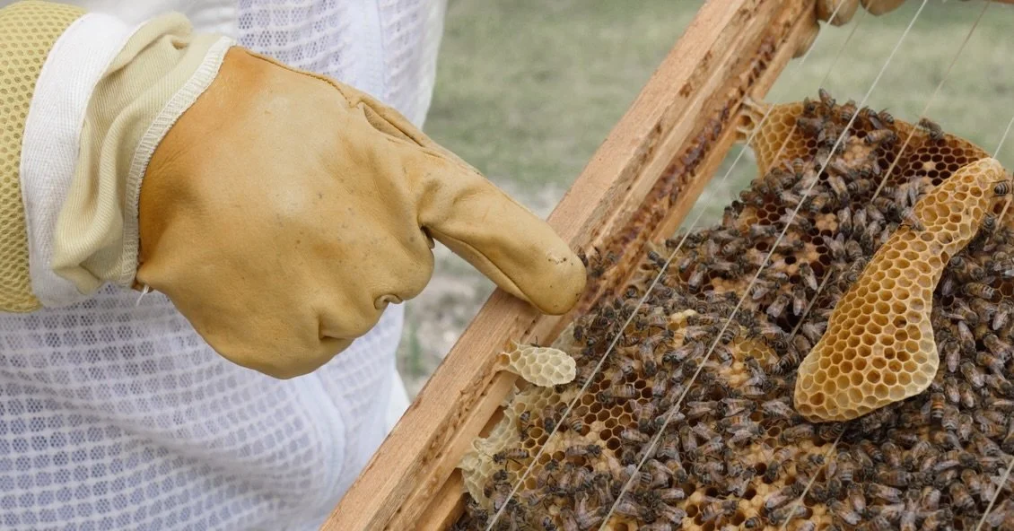 We learned soooo much filming &ldquo;BEEKEEPING, WELLNESS &amp; CARIBBEAN HONEY at Zen Apiary&rdquo; 🍯🐝 

This episode is a celebration of Caribbean ingenuity, environmental stewardship, and the powerful role Black women play in shaping sustainable