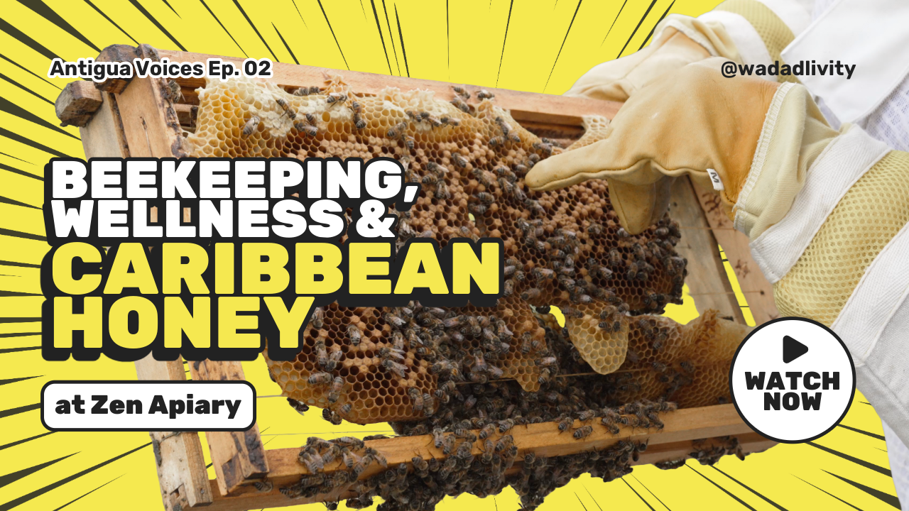 Antigua Voices Ep. 2 - Beekeeping, Wellness &amp; Caribbean Honey at Zen Apiary