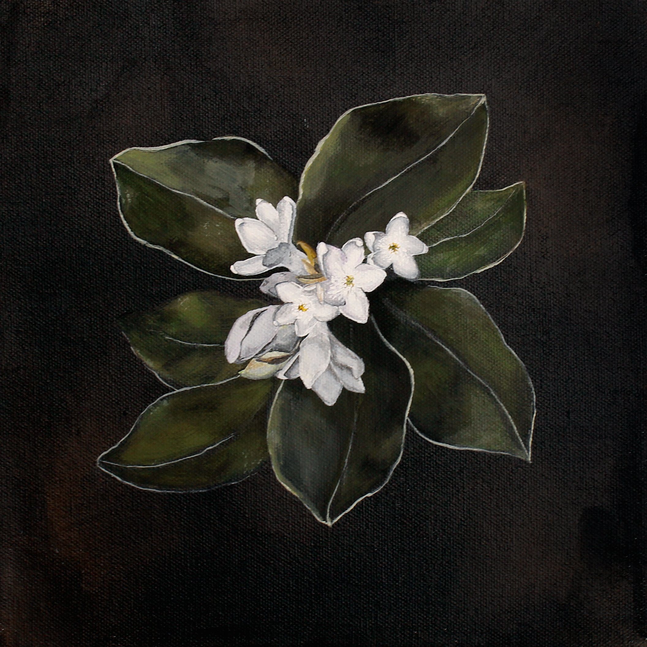 Massachusetts Mayflower