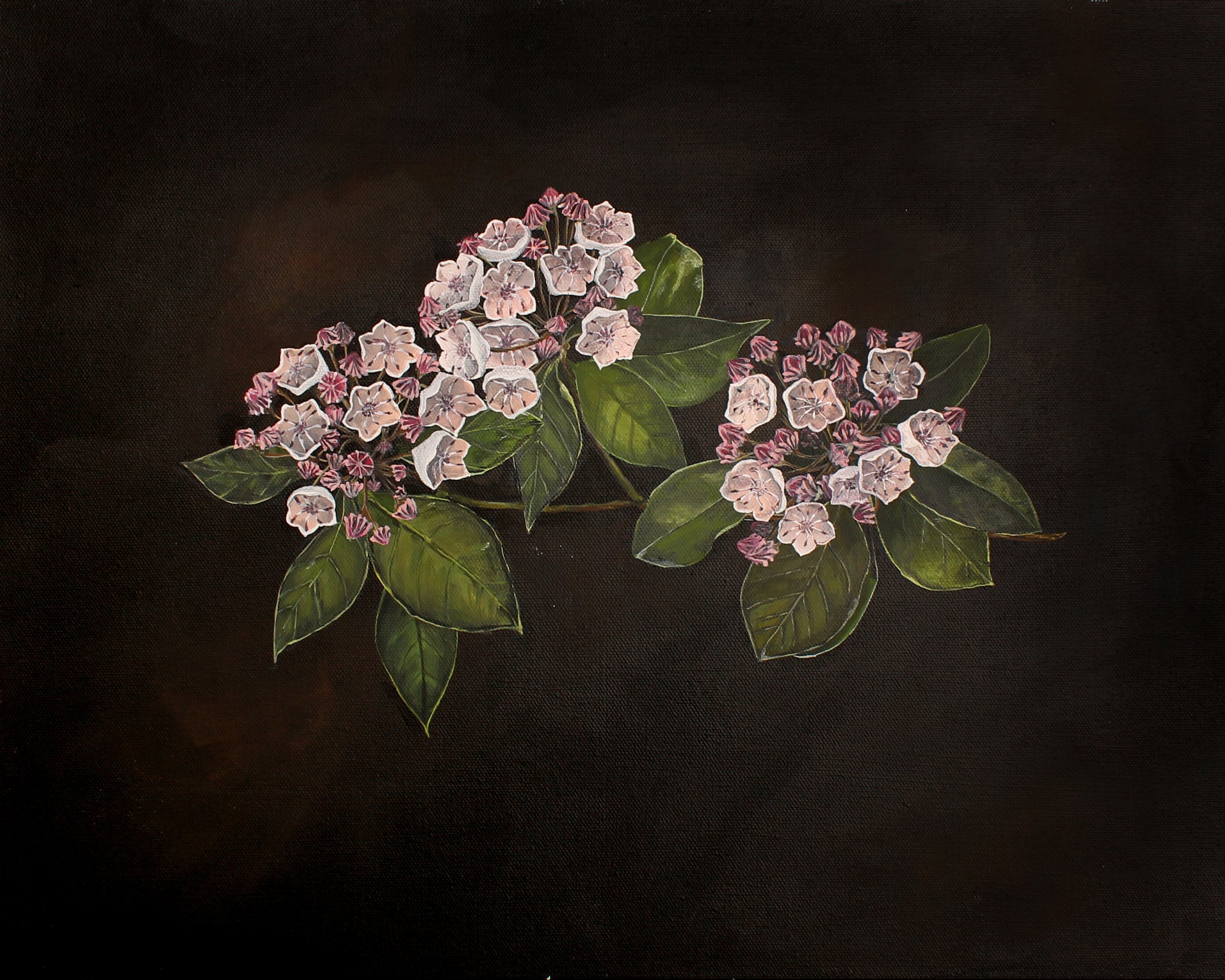 Connecticut Mountain Laurel