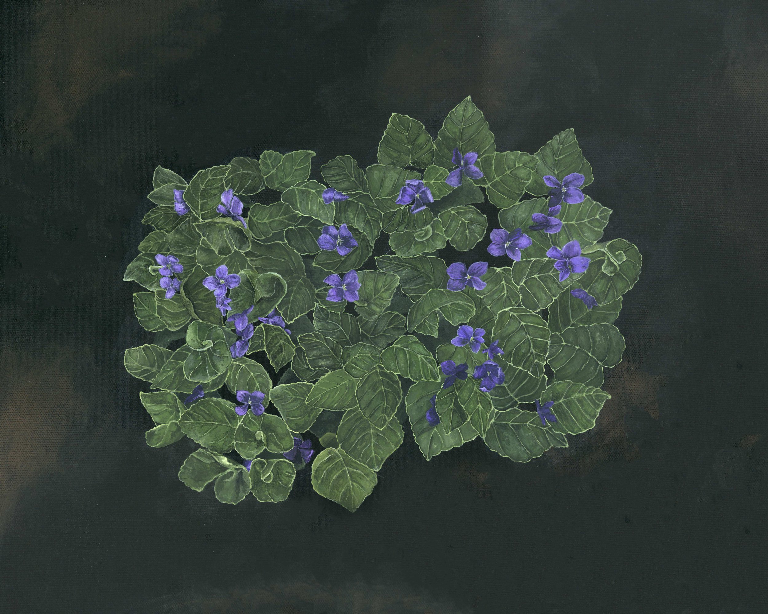 Rhode Island Violet