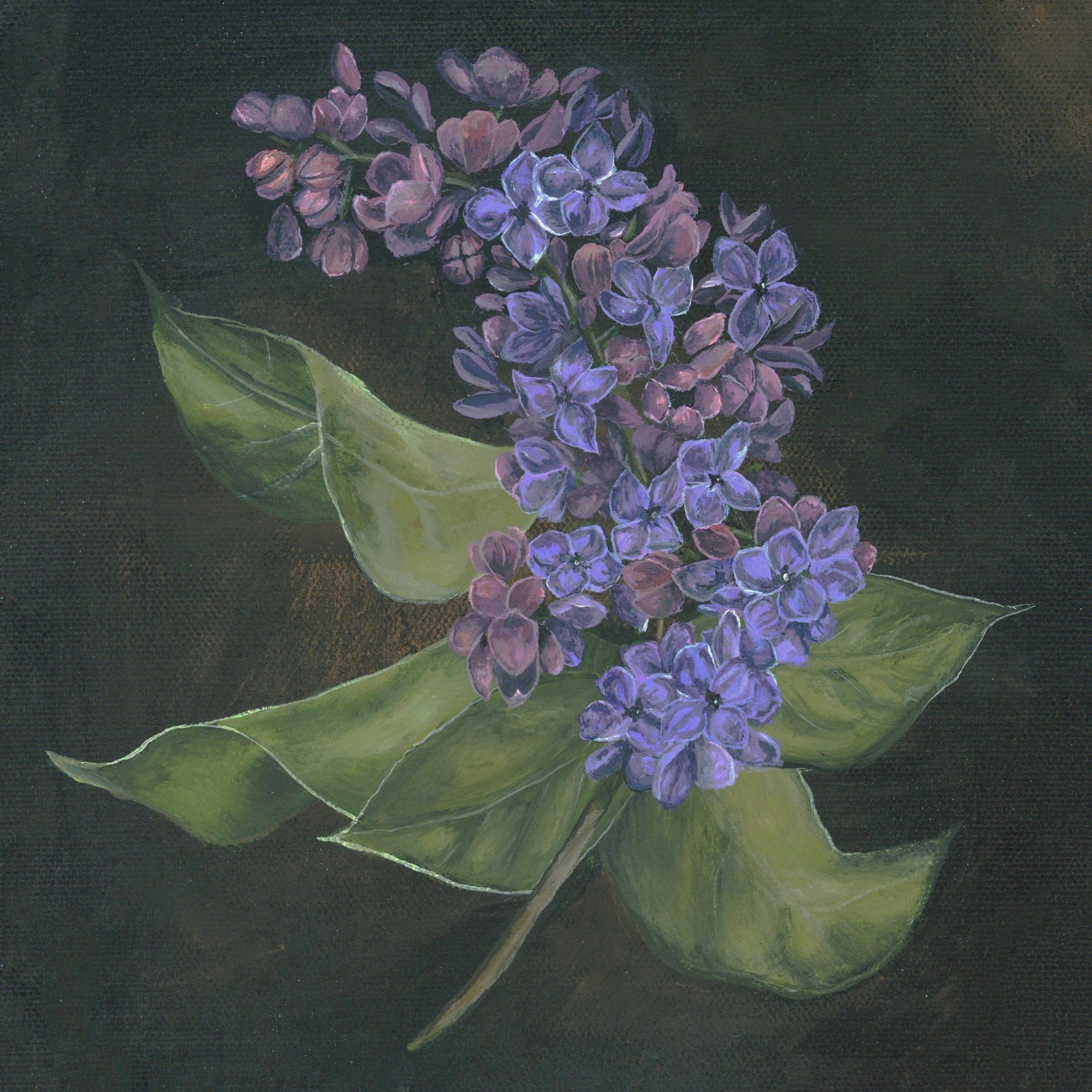 New Hampshire Purple Lilac