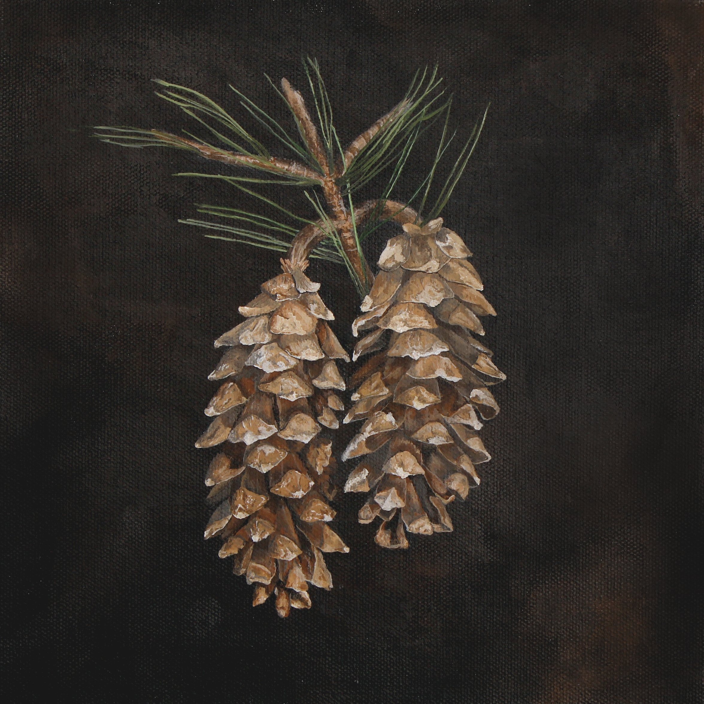 Maine White Pine Cone