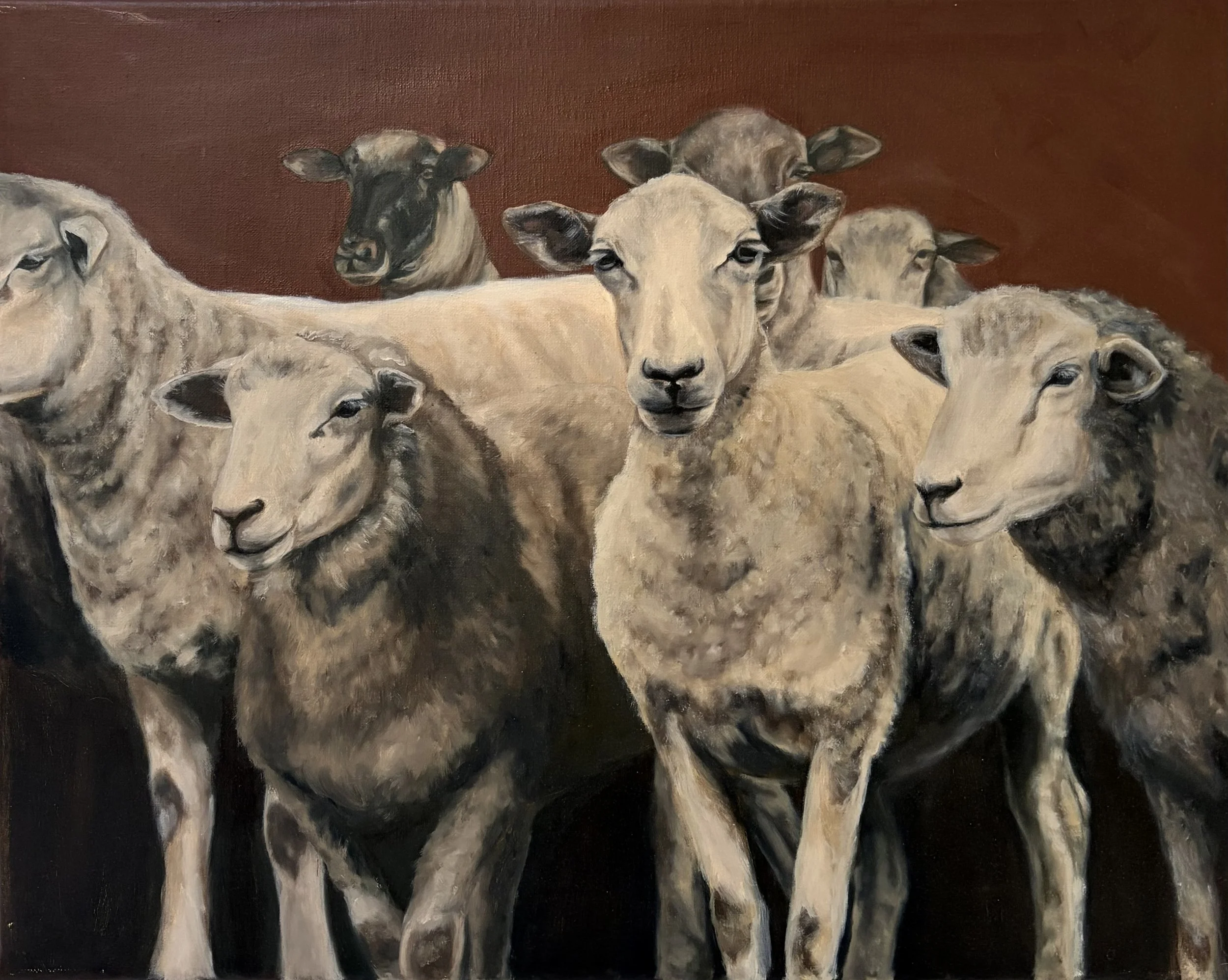 Red Sheep