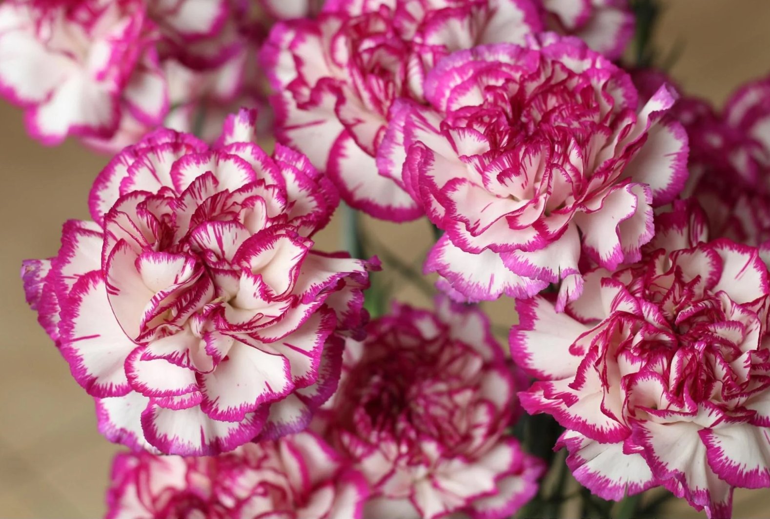 Floral Arrangement Class