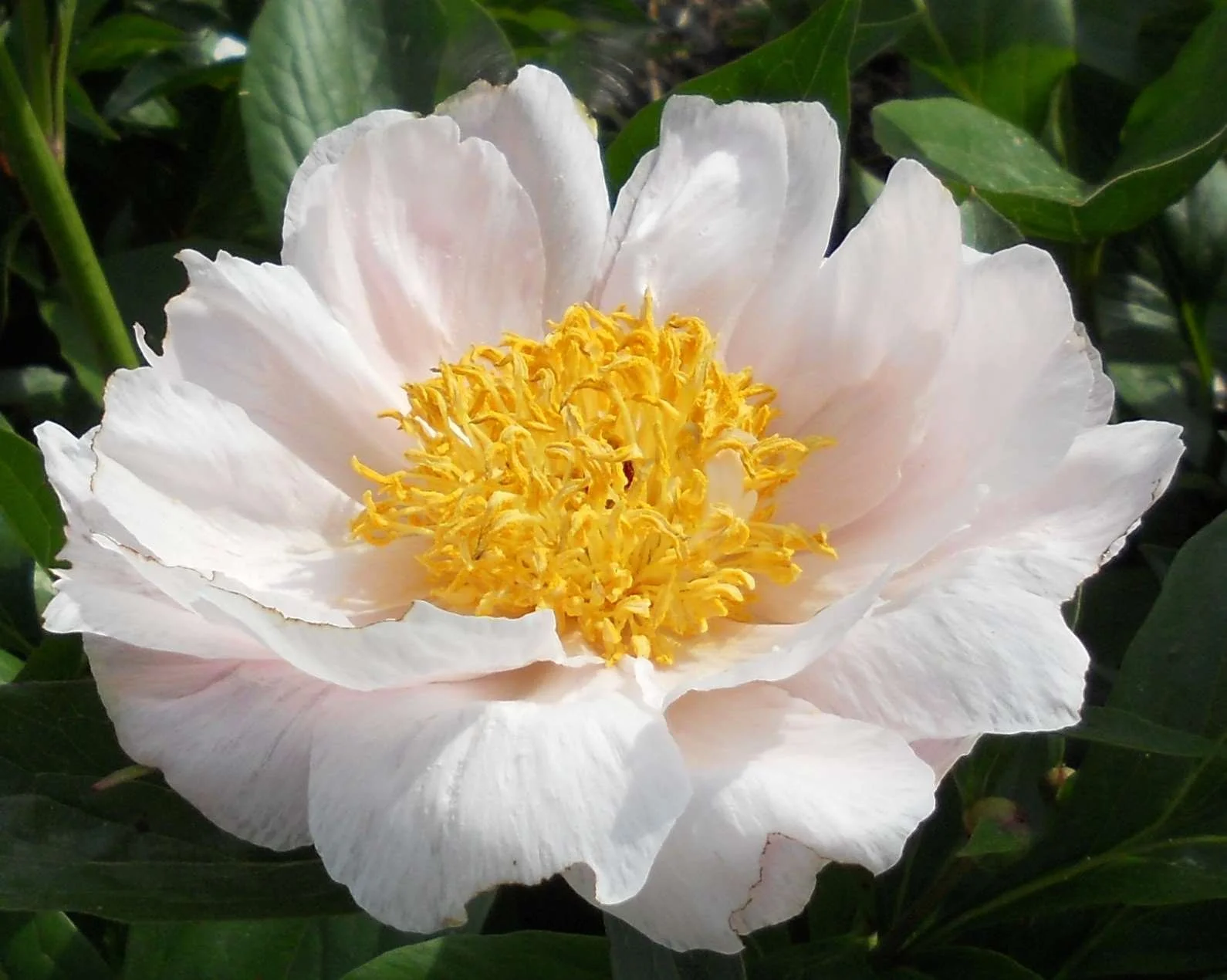 Peonies M-R — Parker's Peony & Perennial Farm