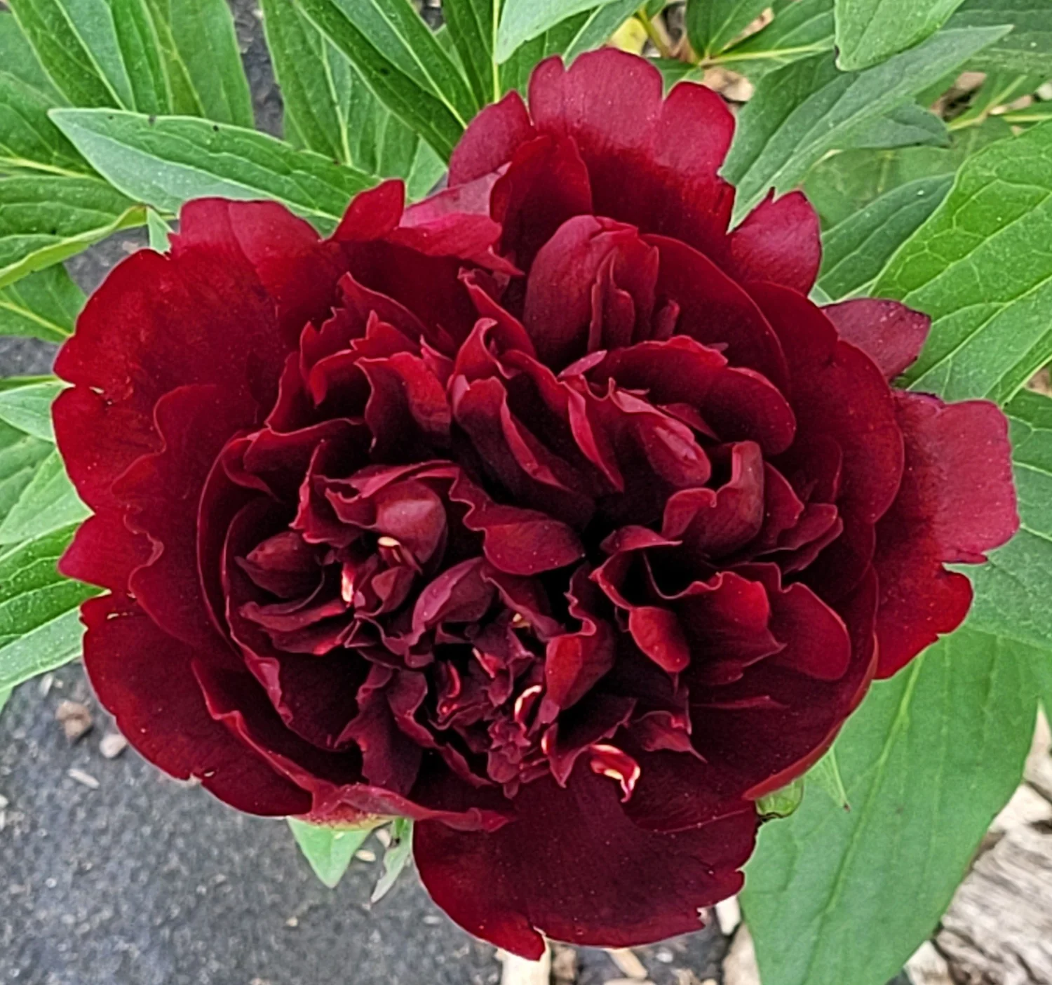 Parker's Peony & Perennial Farm