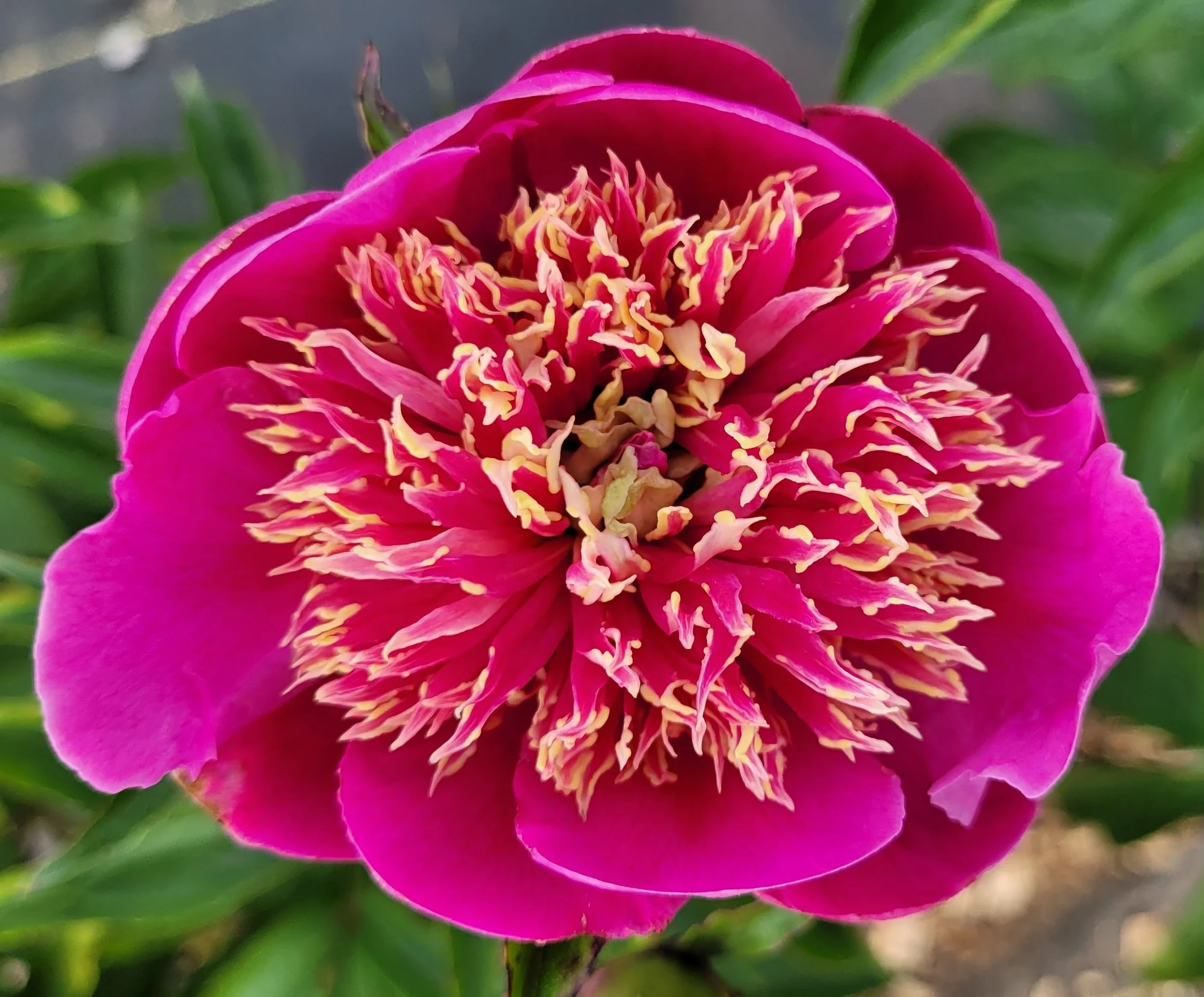 Parker's Peony & Perennial Farm
