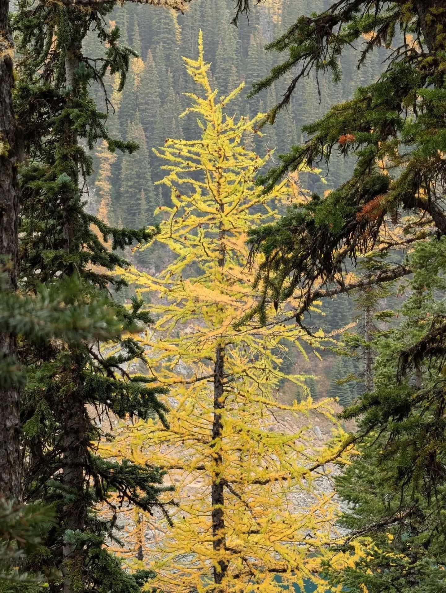 🌲 Tall Tree Tursday 🌲
Ode to the only conifer out here with a Fall wardrobe 💛✨
📸 September 2025
#TallTreeTursday #ServingLooks #Banff