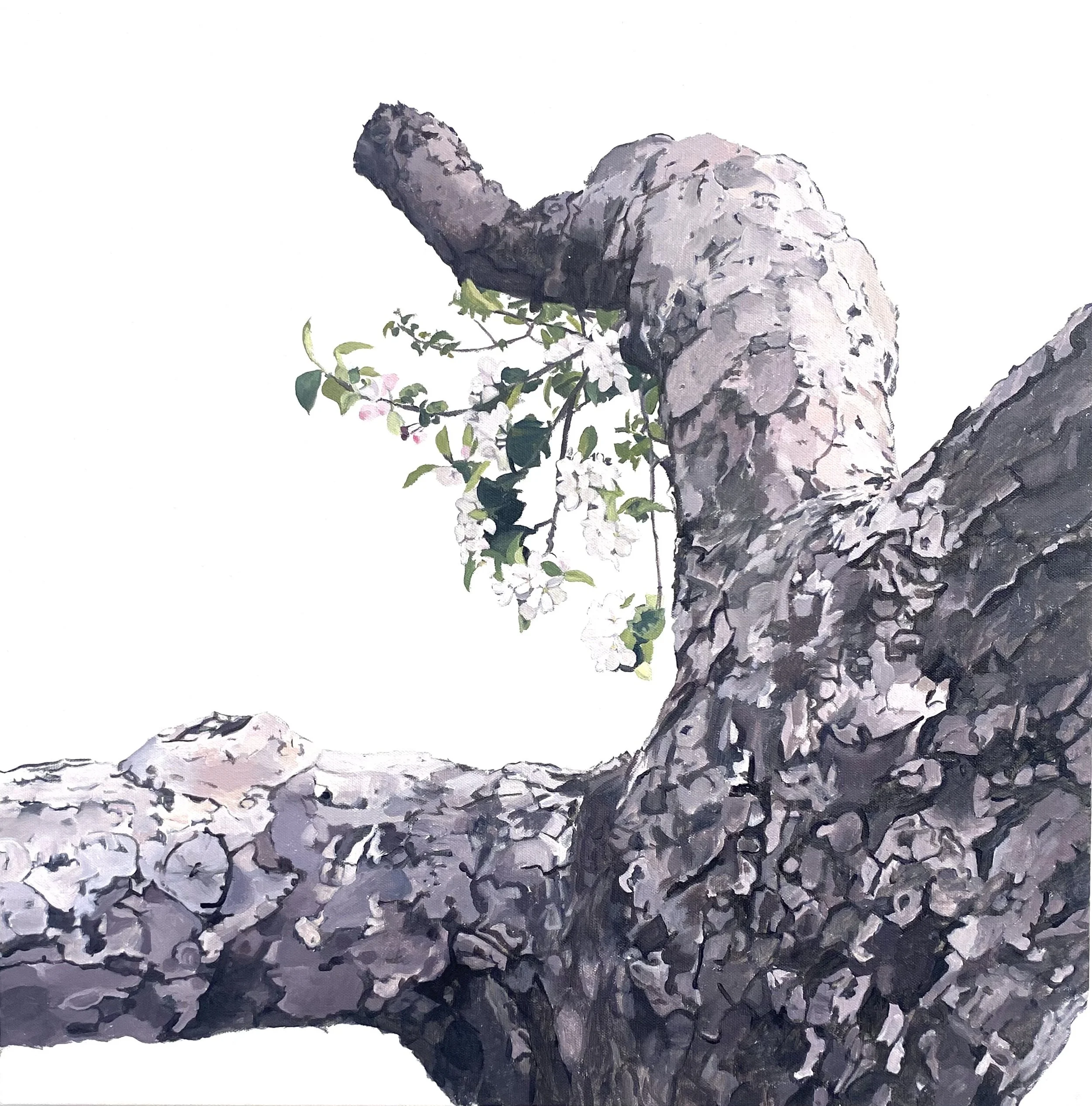 Apple Tree 15 (Blooming Knee-Pit), 2025. acrylic on canvas, 24 x 24 in.