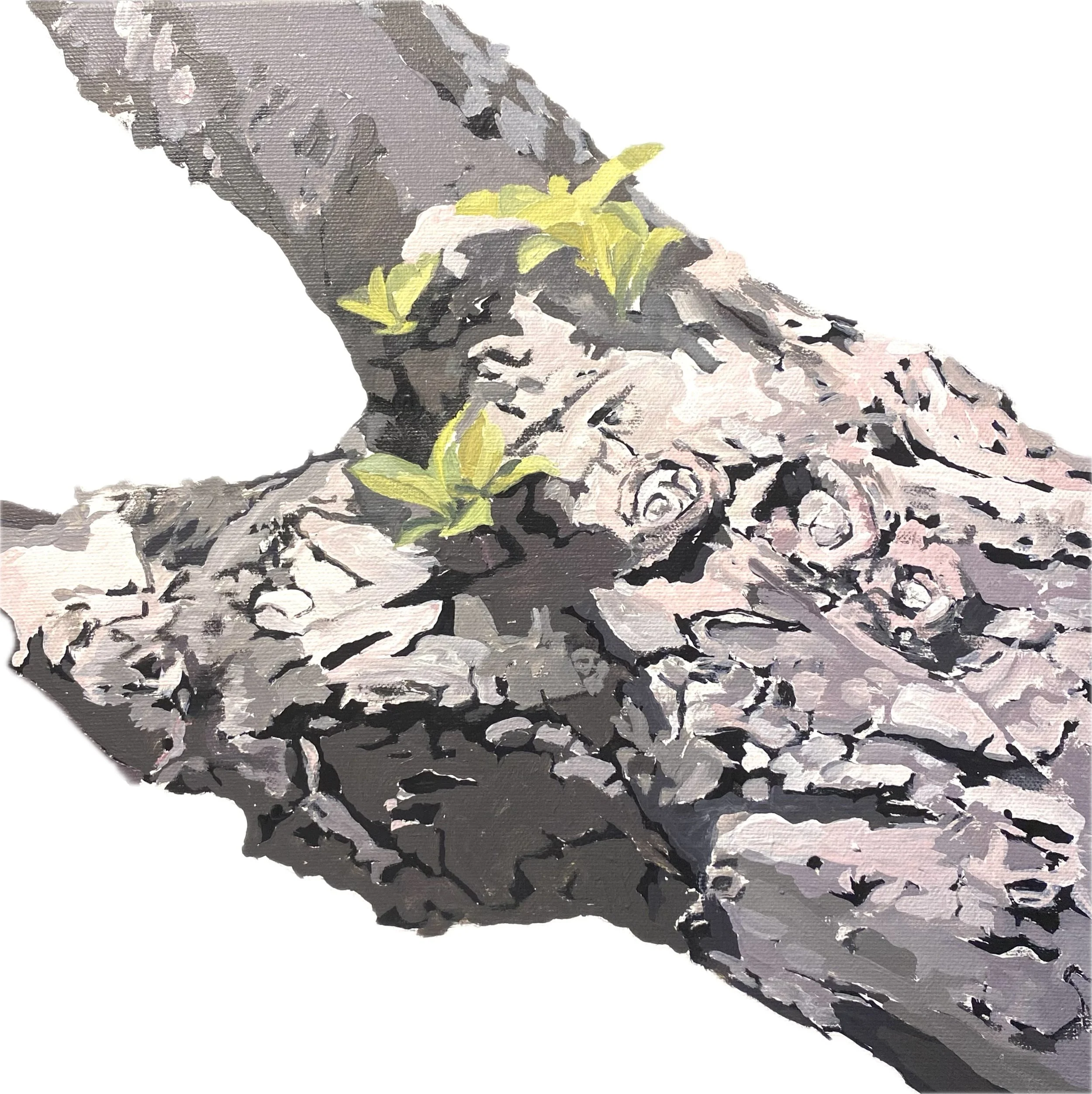 Apple Tree 11 (Torso), 2024. acrylic on canvas, 12 x 12 in.