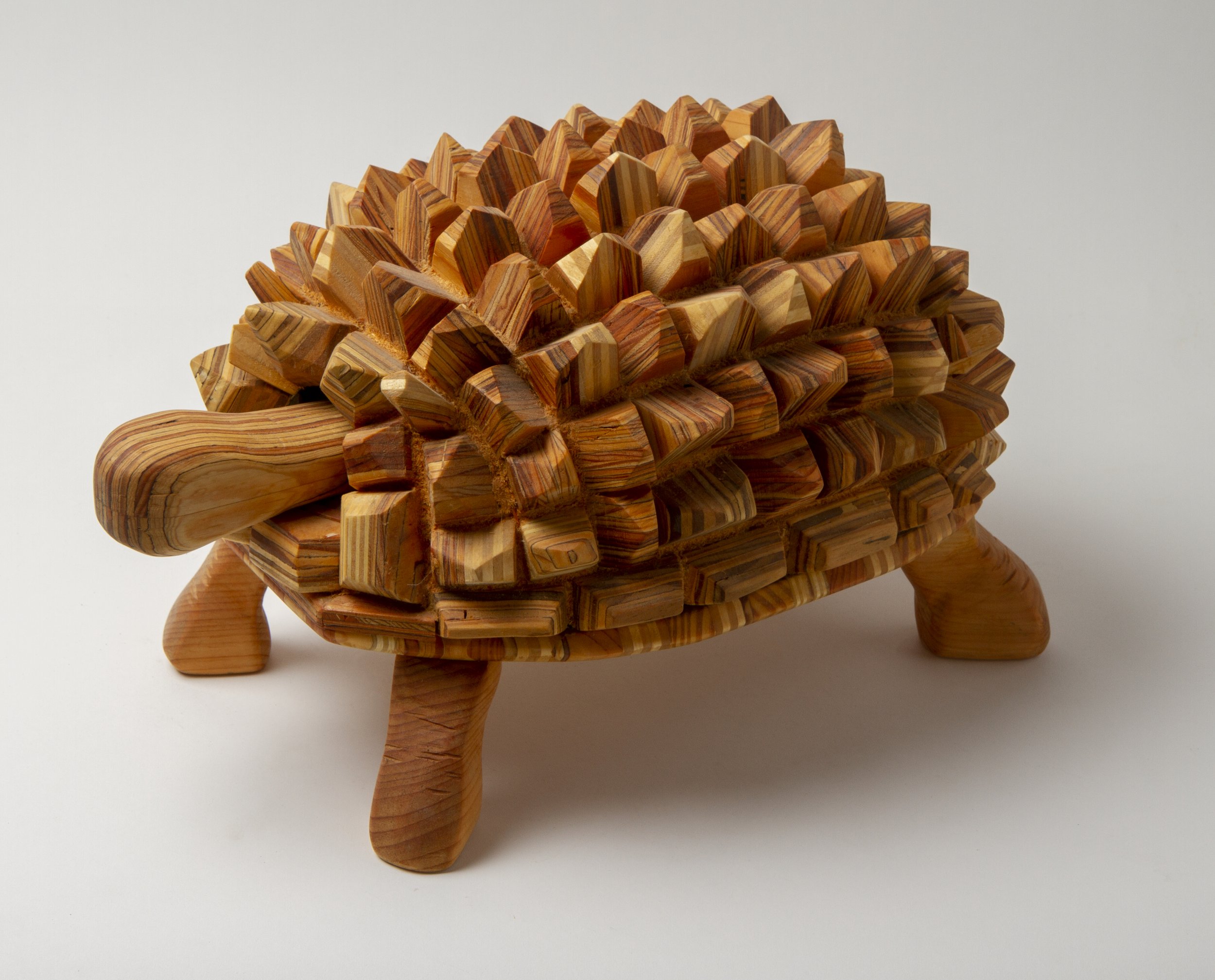 tortoise_pointed-1.jpg