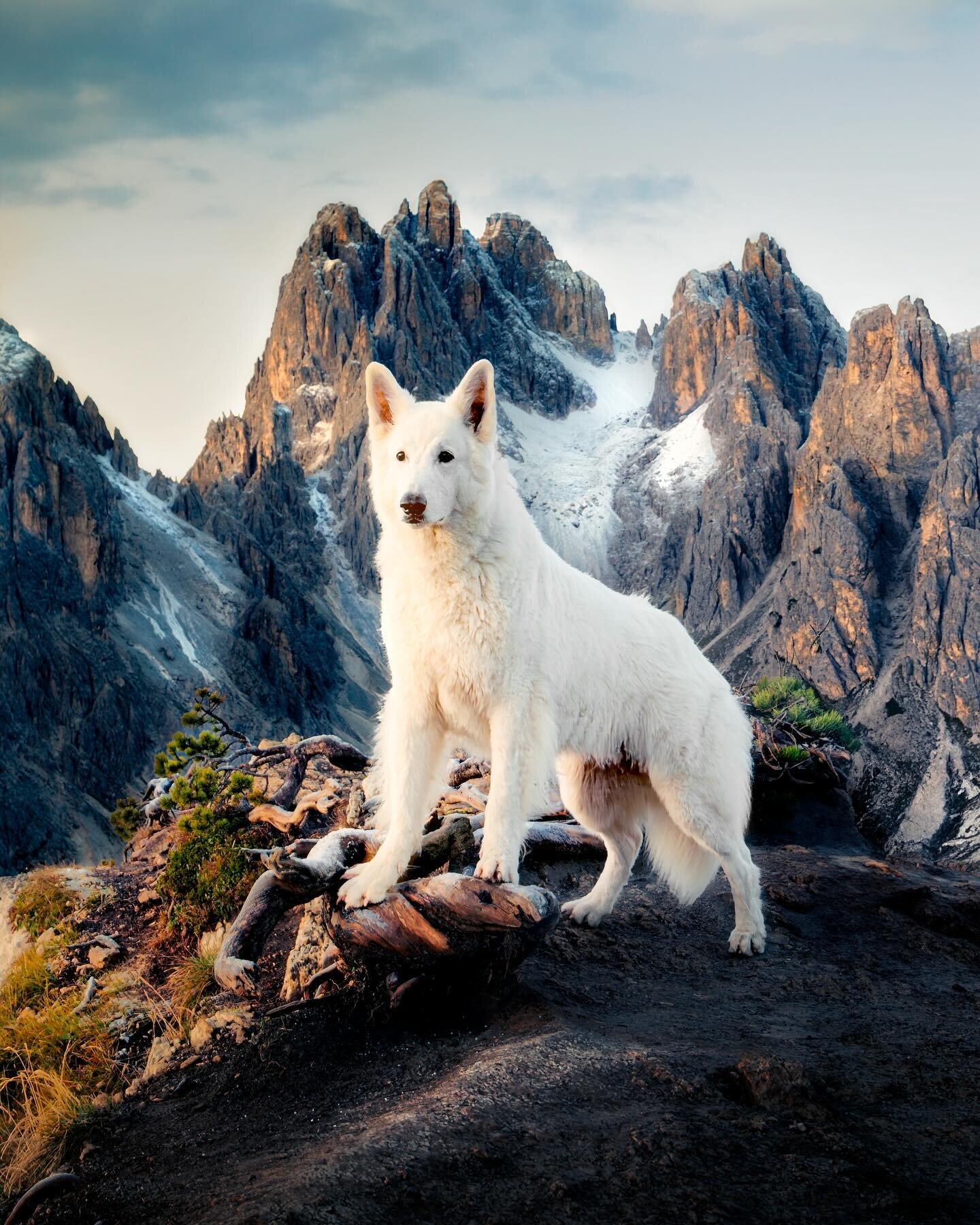 Soft sunrise light hitting the peaks 🏔️🐶
#lensbible #nakedplanet #artofvisuals #italianlandscapes #explorecreate #roamtheplanet #nakedplanet