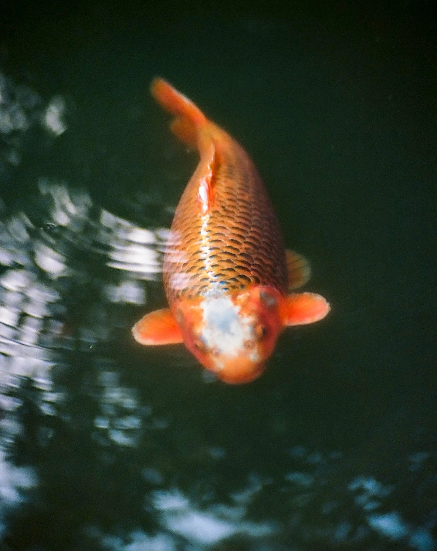imagine swimming in a lake and one of these grazes your leg. 

#filmphotography #colorfilm #35mmfilm #35mmfilmphotography #nikon #seattle #washington #park #fish #koifish #developedfilm #kodak #35mm