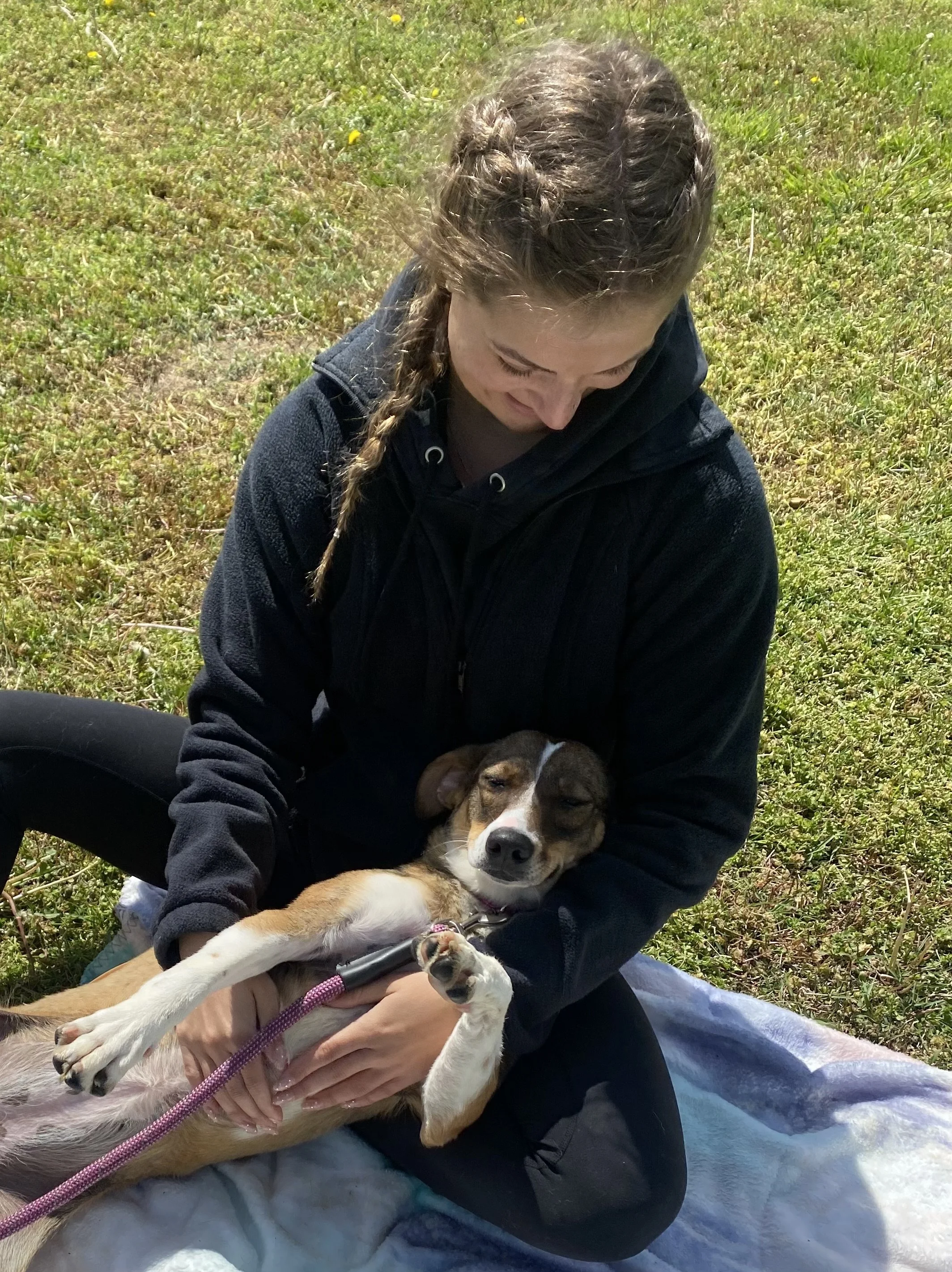 Coalition for Animal Rescue and Education