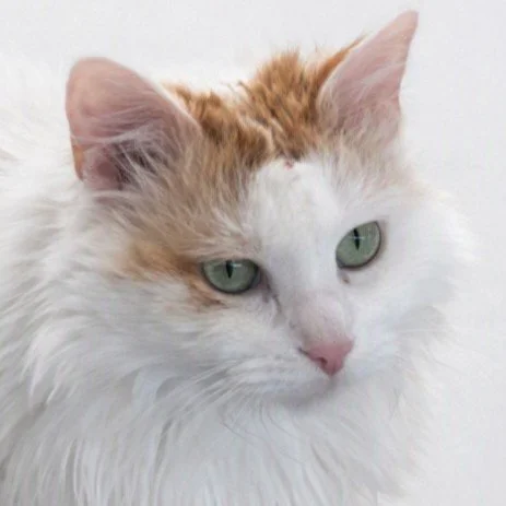 Tallulah